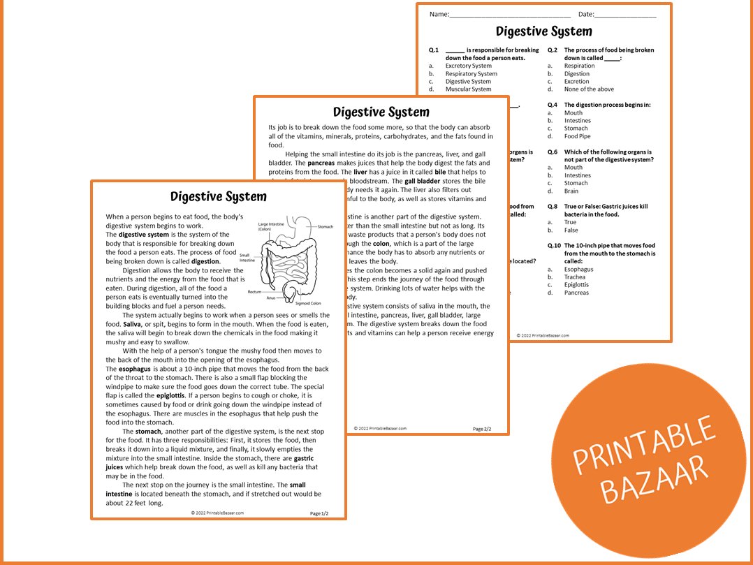 Digestive System Reading Comprehension Passage and Questions PDF