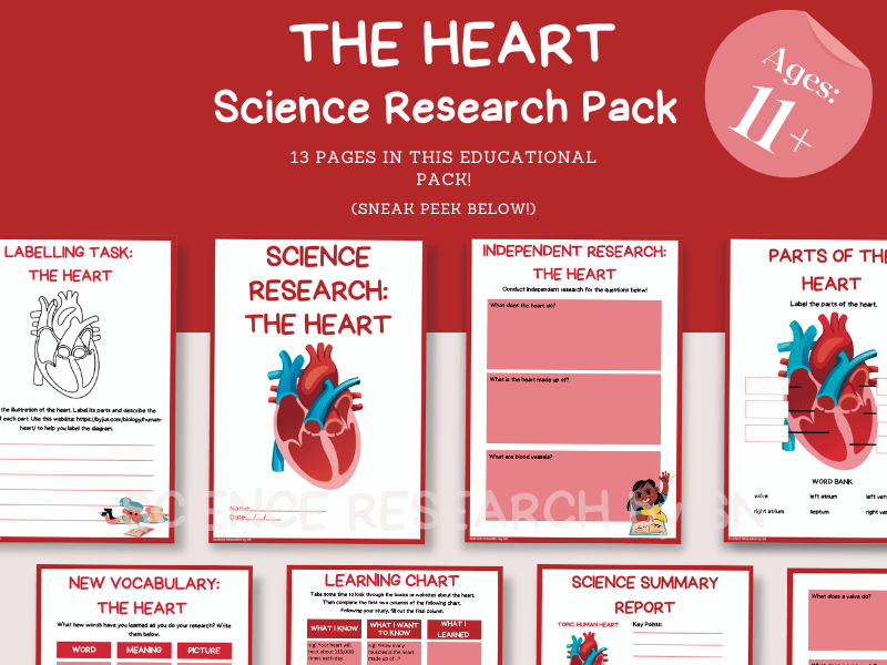 KS2/KS3 'The Human Heart’ Printable/Digital Activity Pack. Teaching