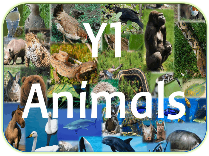 Year 1 Science topic pack Teaching Resources