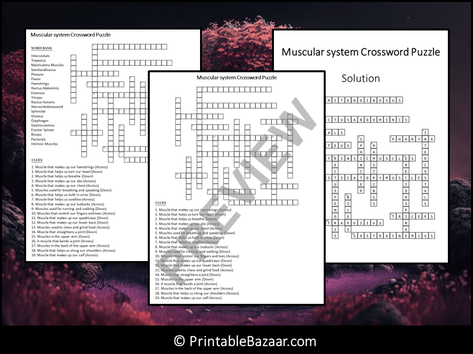 Muscular system Crossword Puzzle Worksheet Activity | Teaching Resources