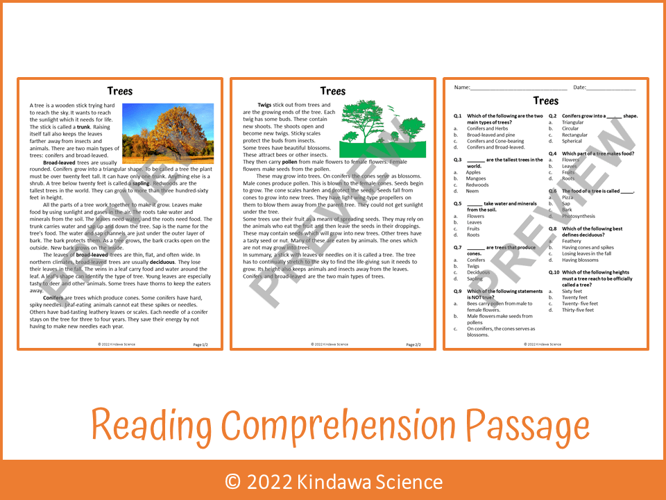 Trees Reading Comprehension Passage and Questions PDF Teaching