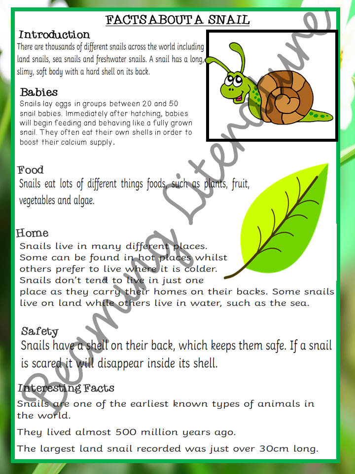 NonChronological Report/ Fact File on Snails Writing, Planning