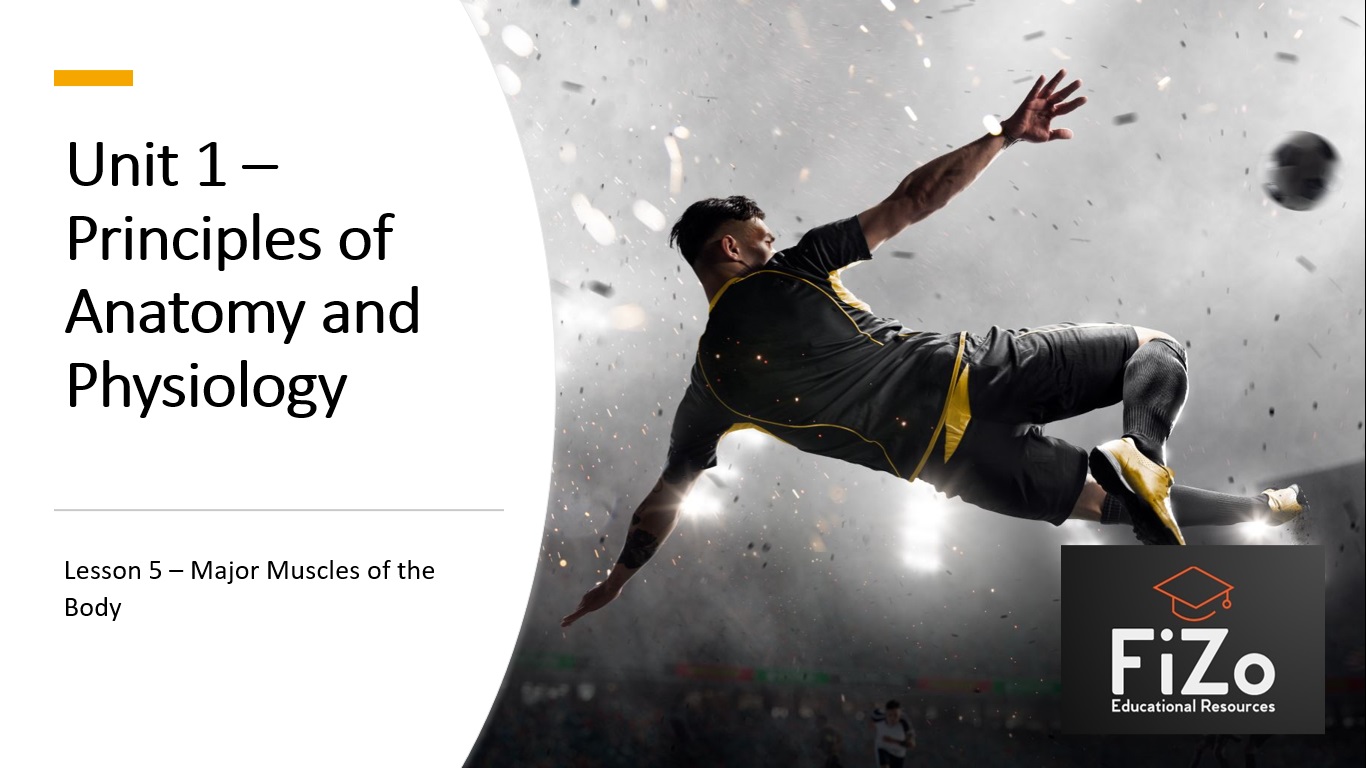 BTEC Sport Major Muscles of the Body Teaching Resources