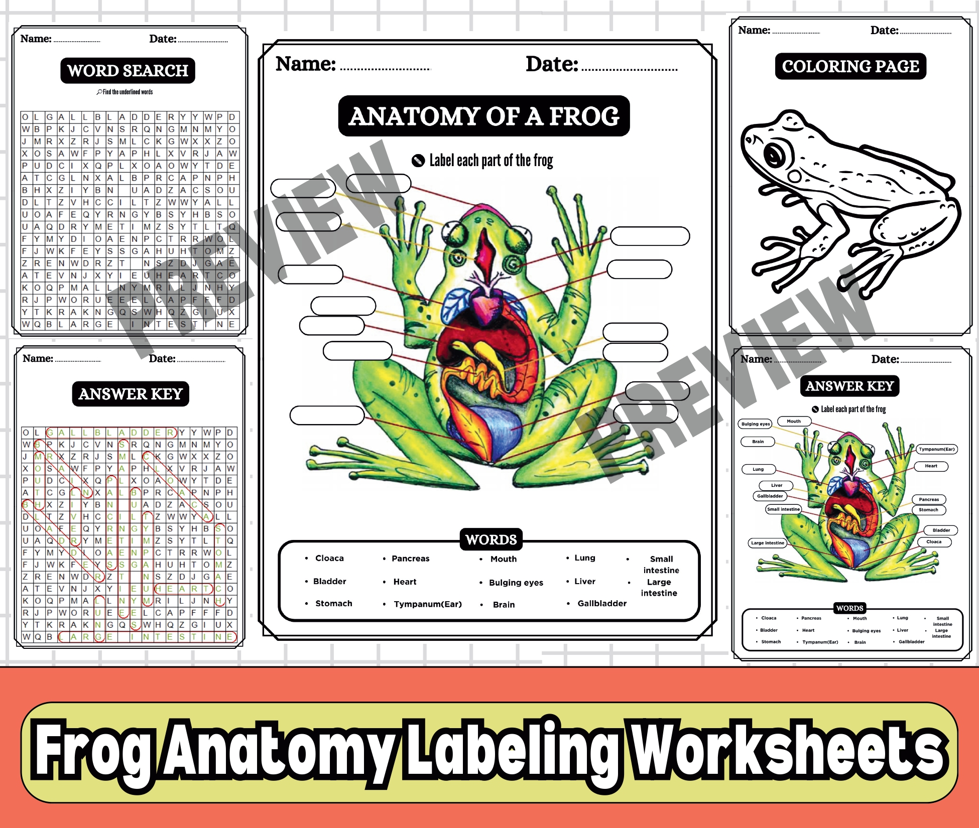 Anatomy of a FrogFrog Labeled Diagram,Word search,Coloring,Sceince
