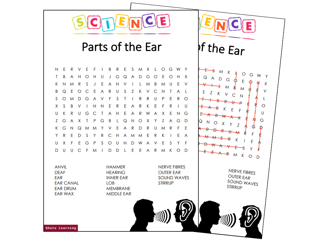 Parts of the Ear Science Activity Bundle Word Finder Scramble Puzzle