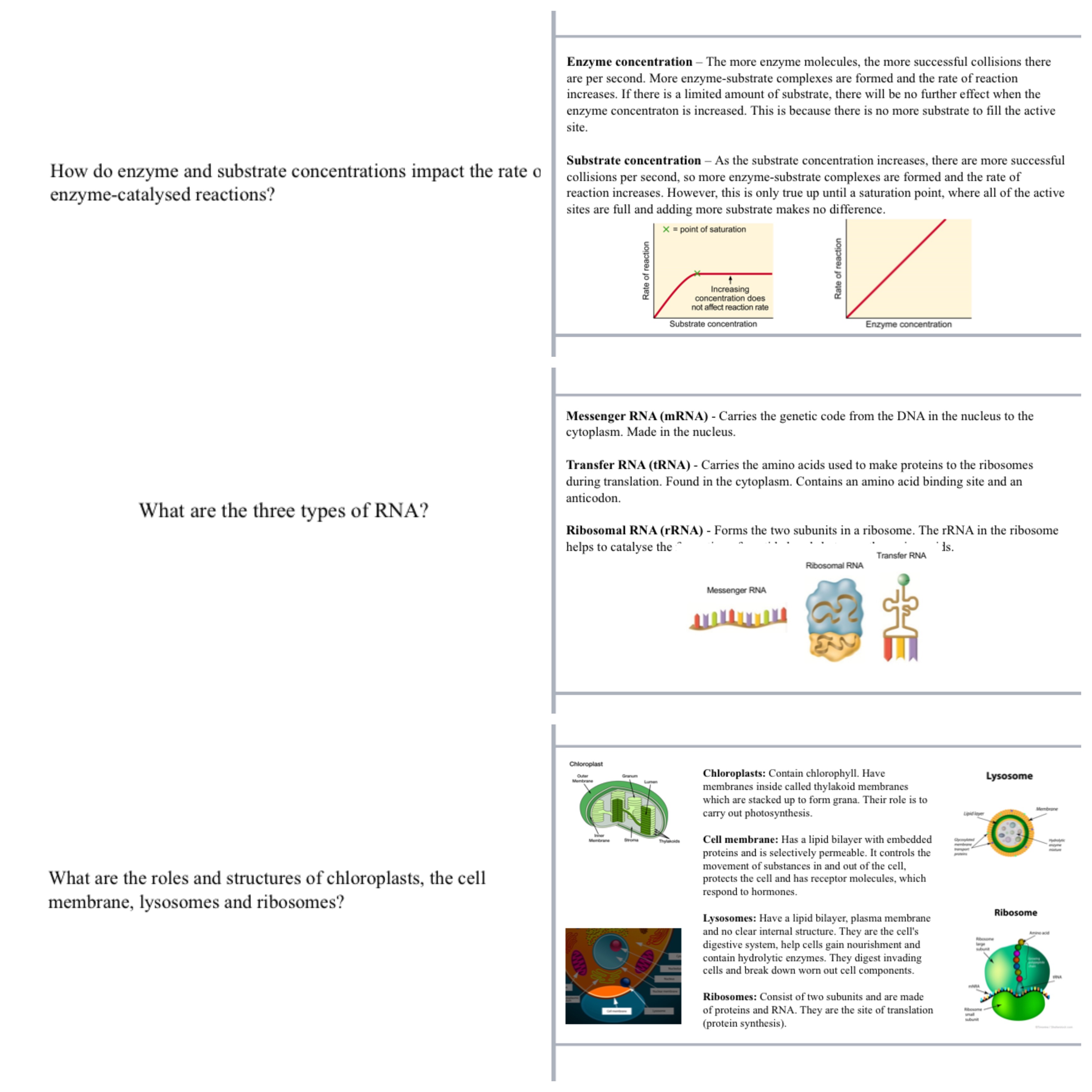 OCR A level Biology Module 2 Flashcards Teaching Resources
