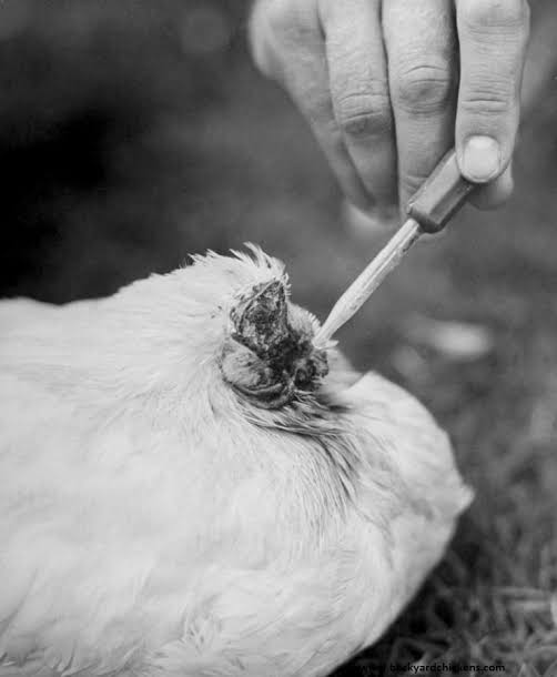 Meet Mike The Headless Chicken Chicken That Lived For 18 Months