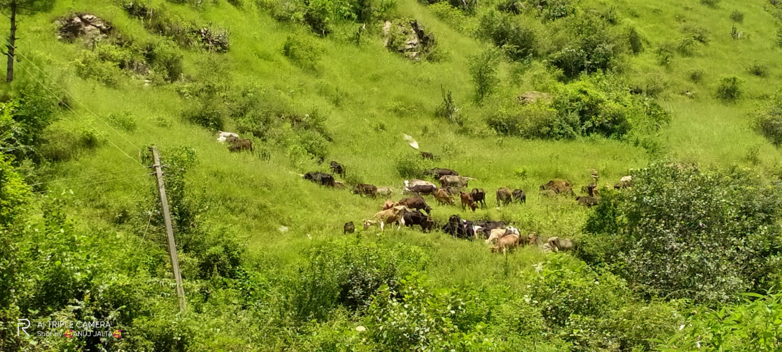 The Rising Cost of Animal Fodder Him Gau Sanrakshan Samiti