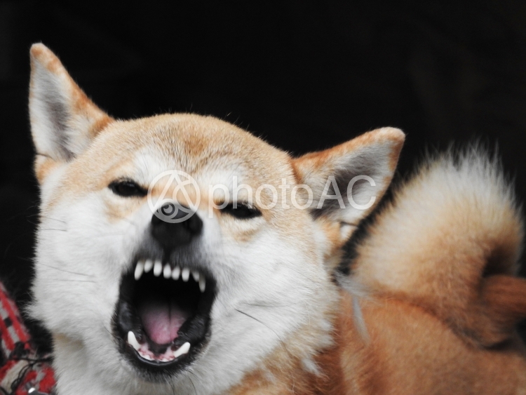 吠える柴犬 No 1649681｜写真素材なら「写真AC」無料（フリー）ダウンロードOK