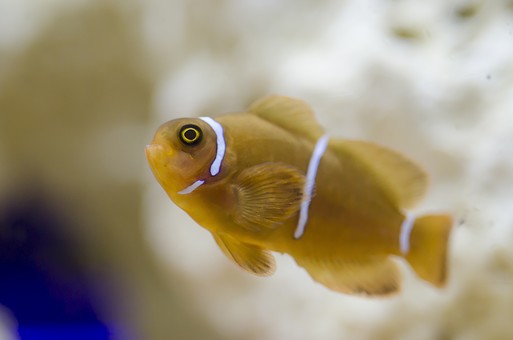 無料印刷可能 可愛い 魚 ペット 髪型トレンド