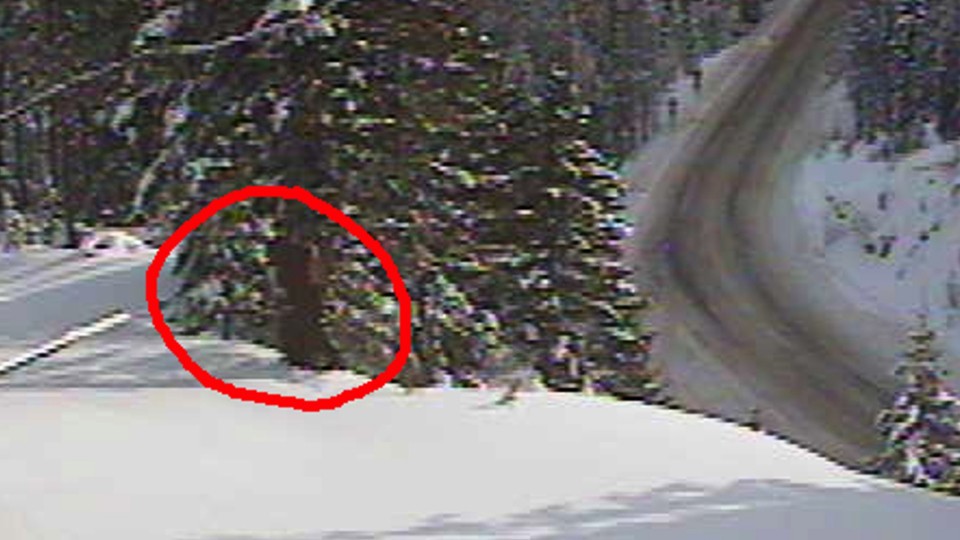 Bigfoot spotted in Washington? State agency wants you to be the judge