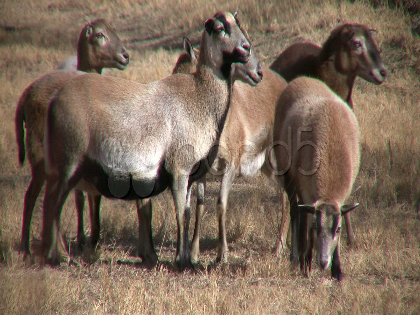 Hdv Pelibuey Sheep Stock Footage 95243 Pond5