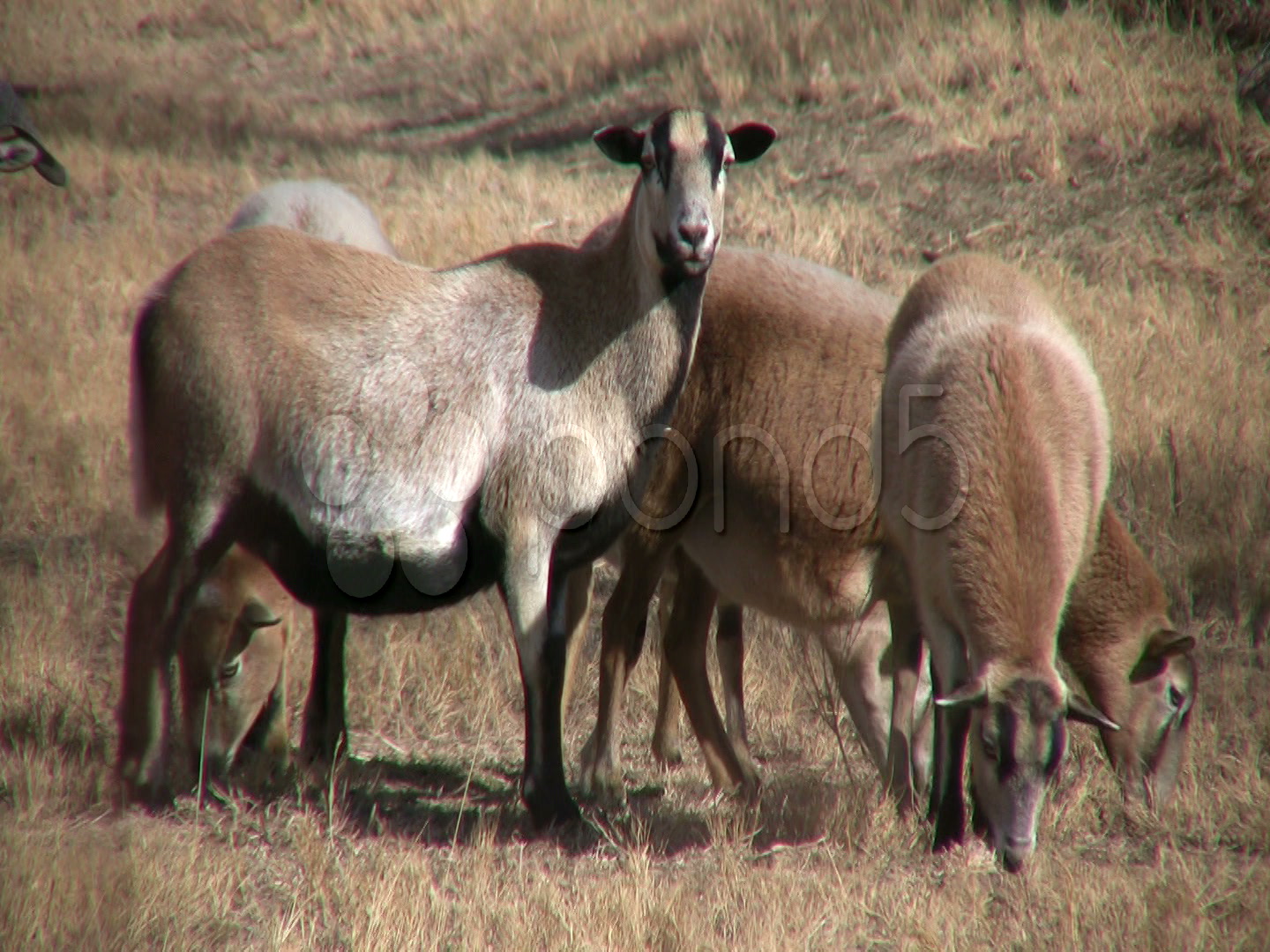 Hdv Pelibuey Sheep Grazing videos 98671 HD Stock Footage