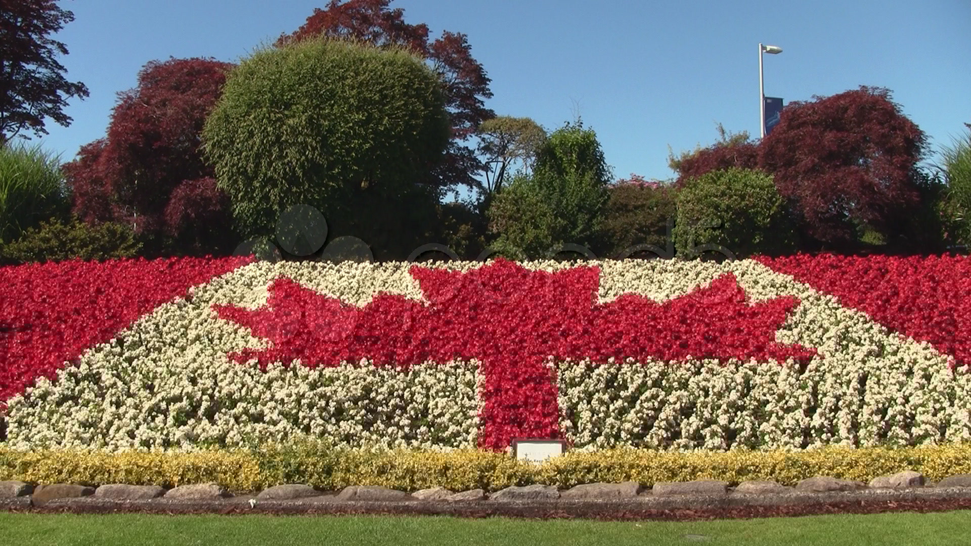 Canadian Flag made from Flowers Video Clip 787967 Pond5