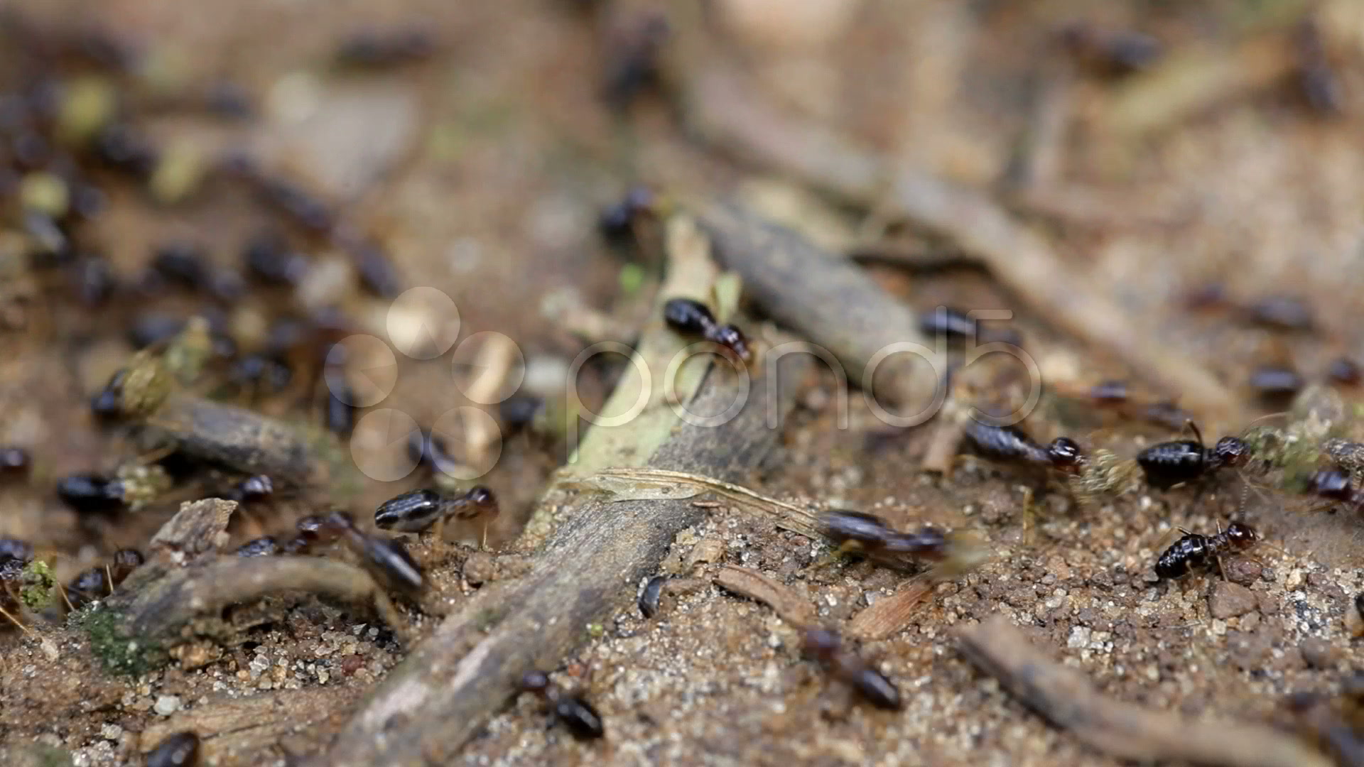 Termites On Ground Stock Footage 800043 Pond5