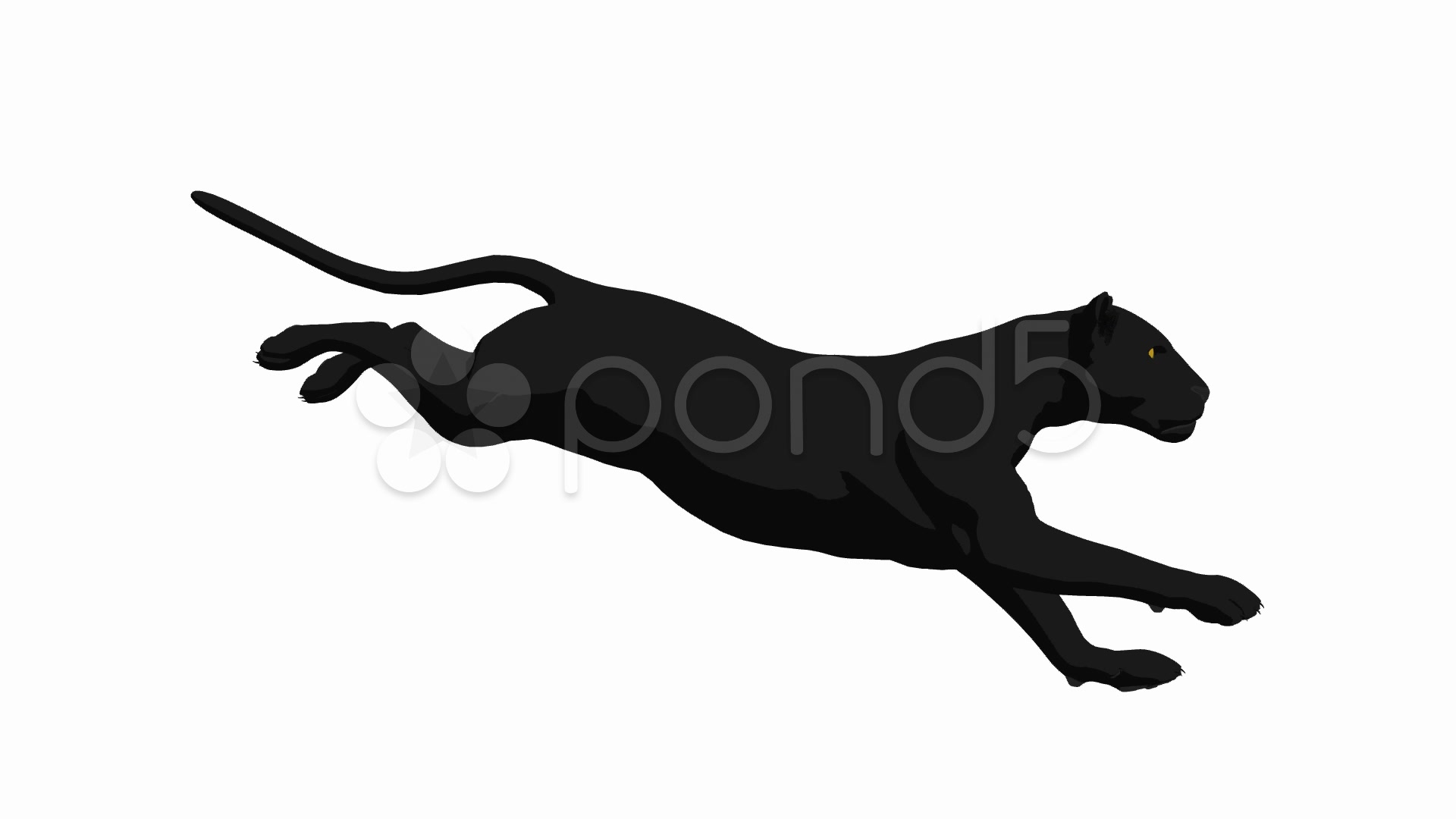 Black Panther Running Hi Res Video 941891
