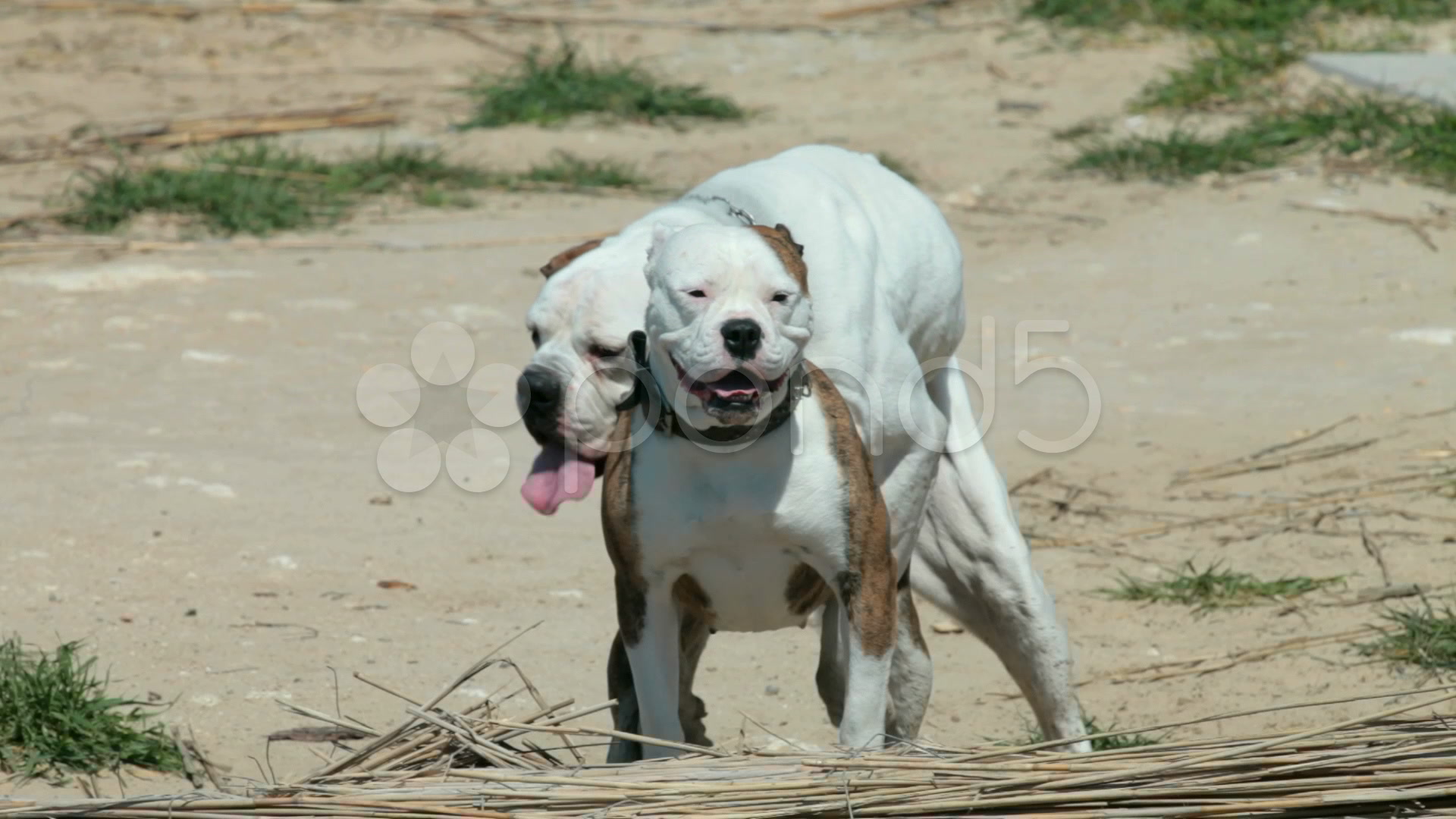 Dogs Mating videos 3743485 HD Stock Footage