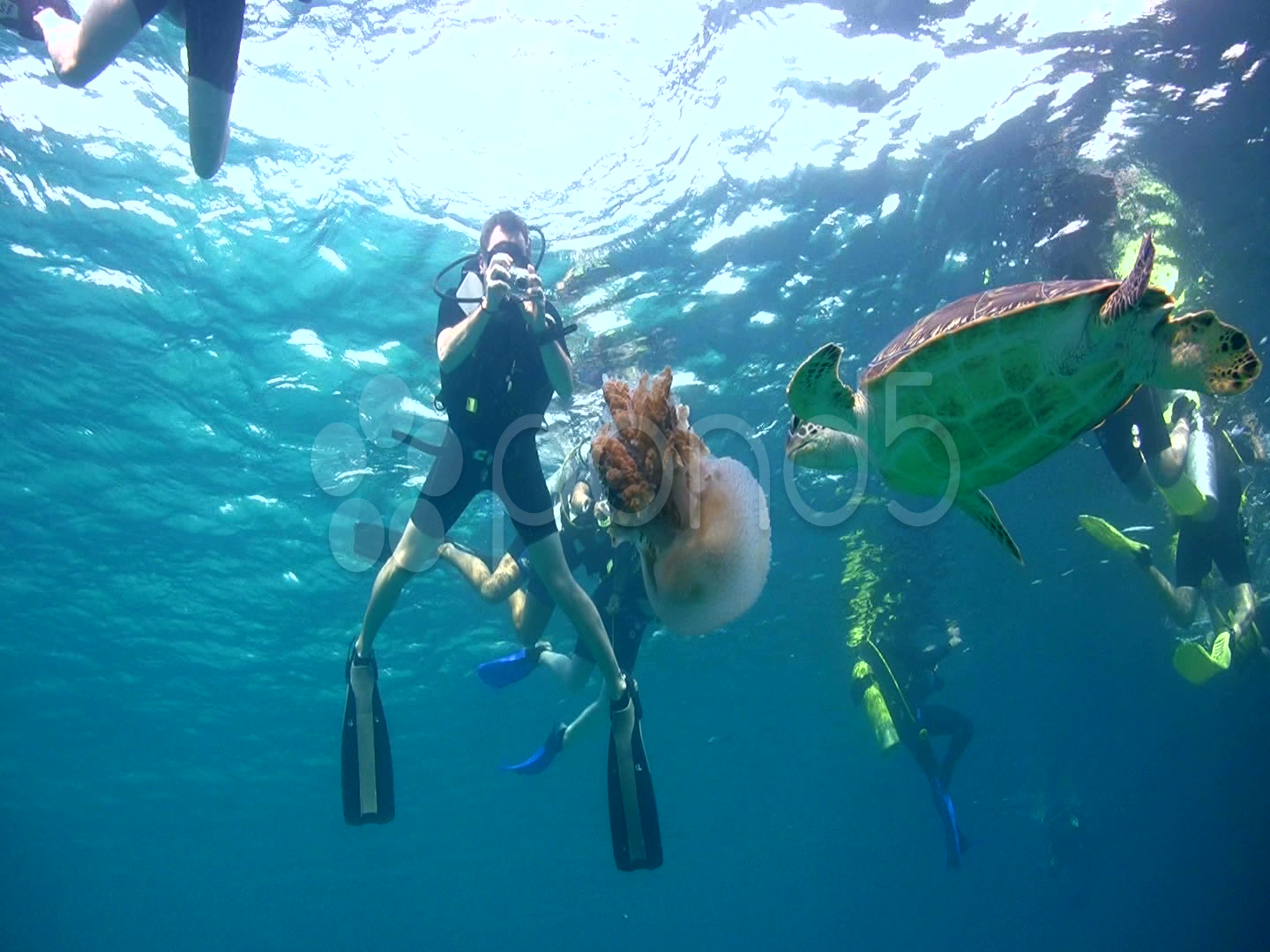 Green Sea Turtle (Chelonia Mydas) Eating Jellyfish Part5