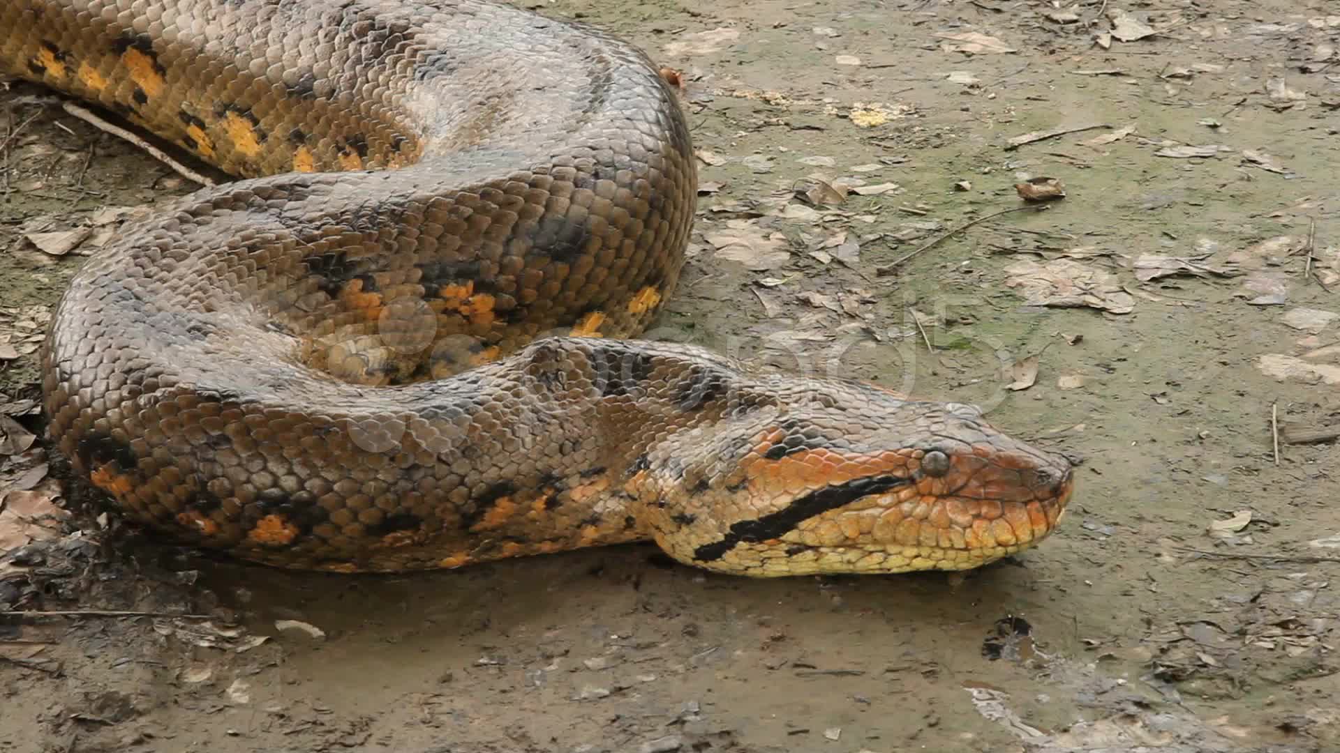Are Anacondas Really That Big at Penny Adams blog