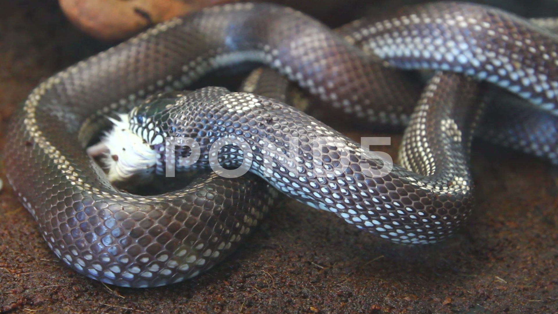 Feeding Reptile Snake Eating Mouse videos 10898461 HD Stock Footage