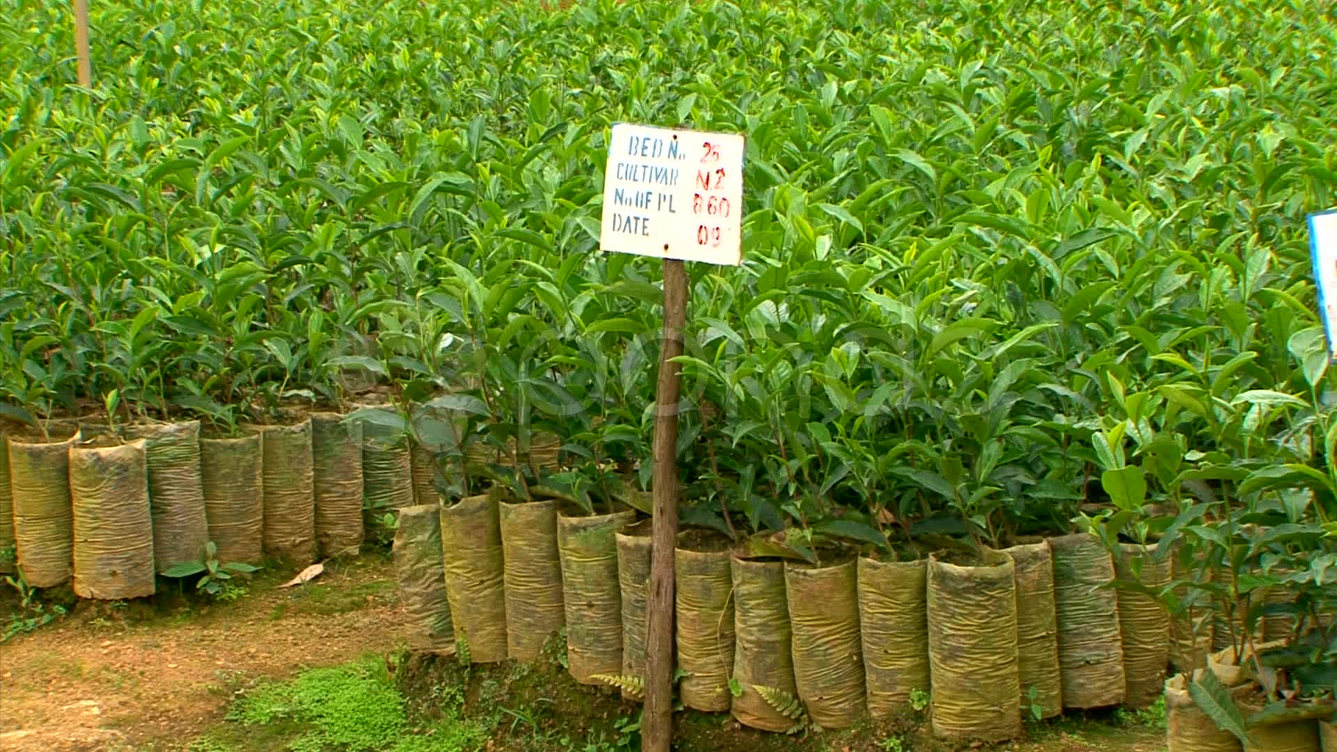 Grown Seedlings At Tea Nursery Stock Video 10921383 HD Stock Footage