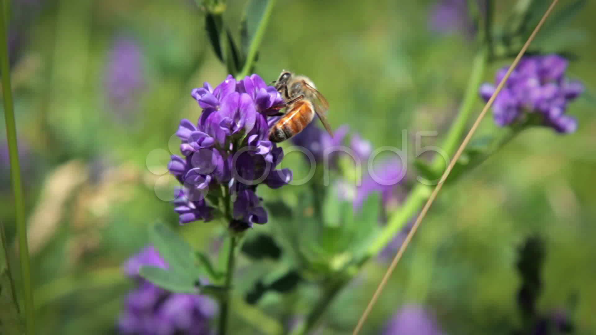 Honey Bee Macro On Purple Alfalfa Flower 2 Stock Video 11167943 HD