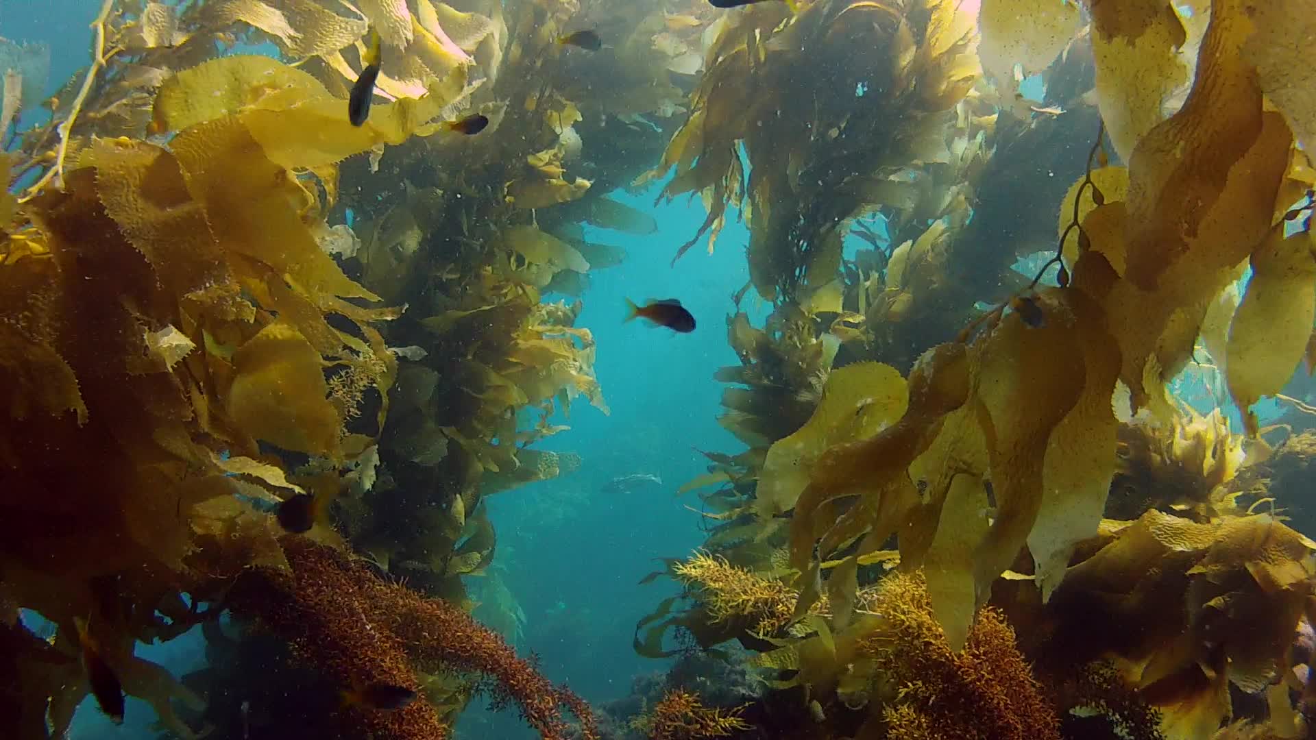 Video California Kelp Forest Swim Through 01 22774849