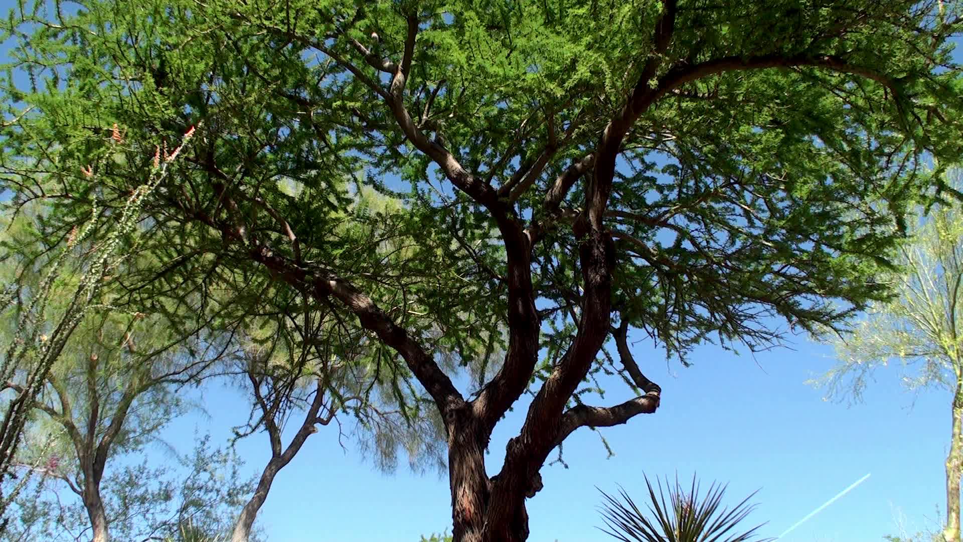 Velvet Mesquite Tree At Ethel M Botanical Gardens, Las
