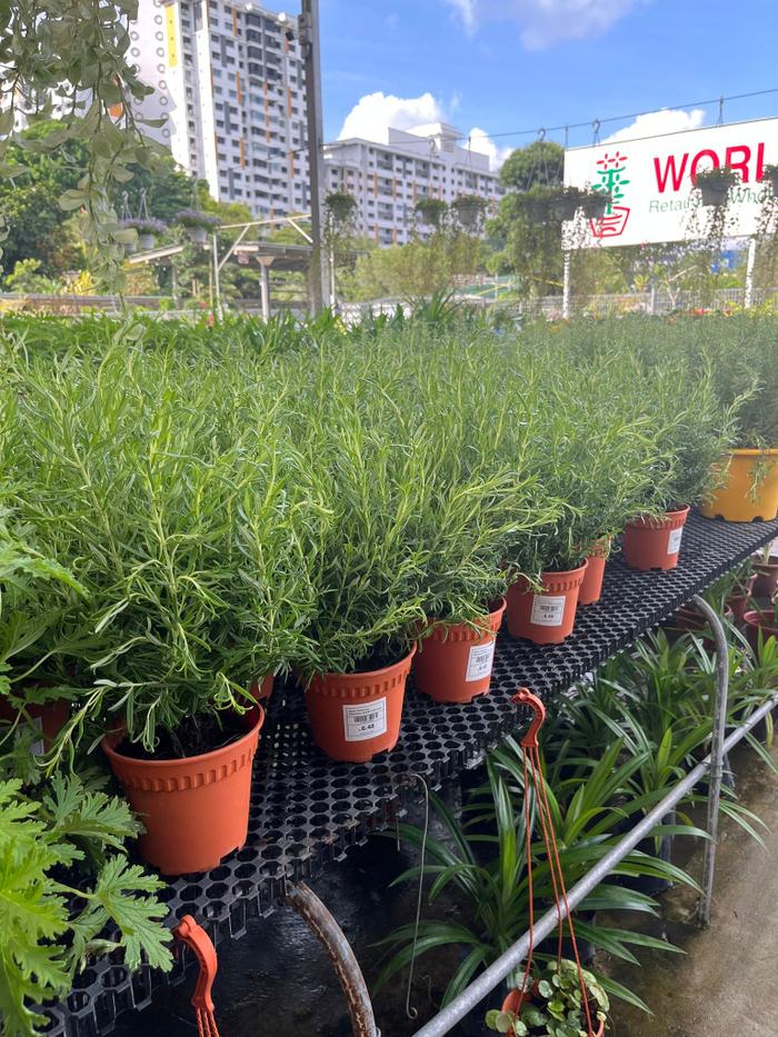 Where to Shop for Aesthetic Indoor Plants in Singapore (by Area) Qanvast