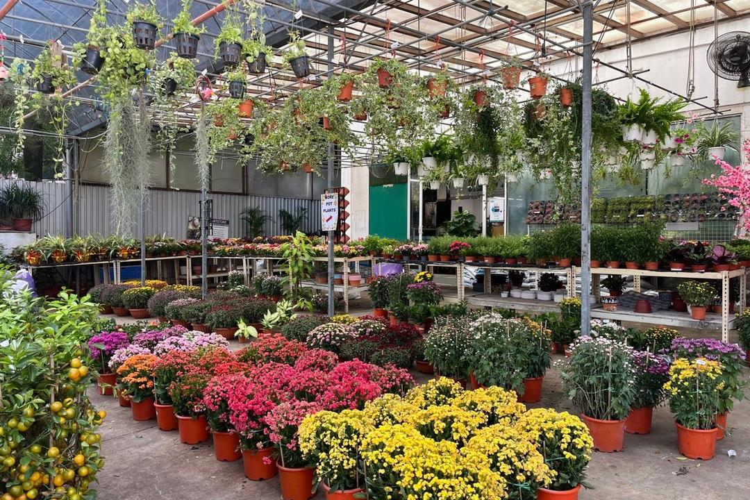 The Best Places to Buy Houseplants in Kuala Lumpur and Selangor Qanvast