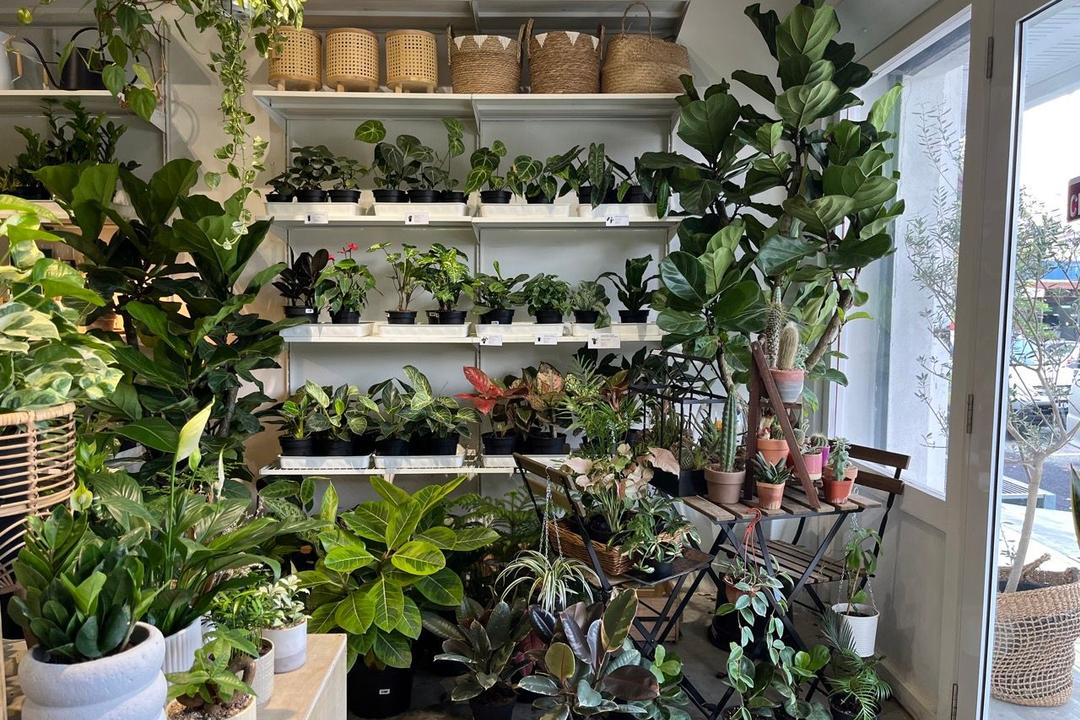 The Best Places to Buy Houseplants in Kuala Lumpur and Selangor Qanvast