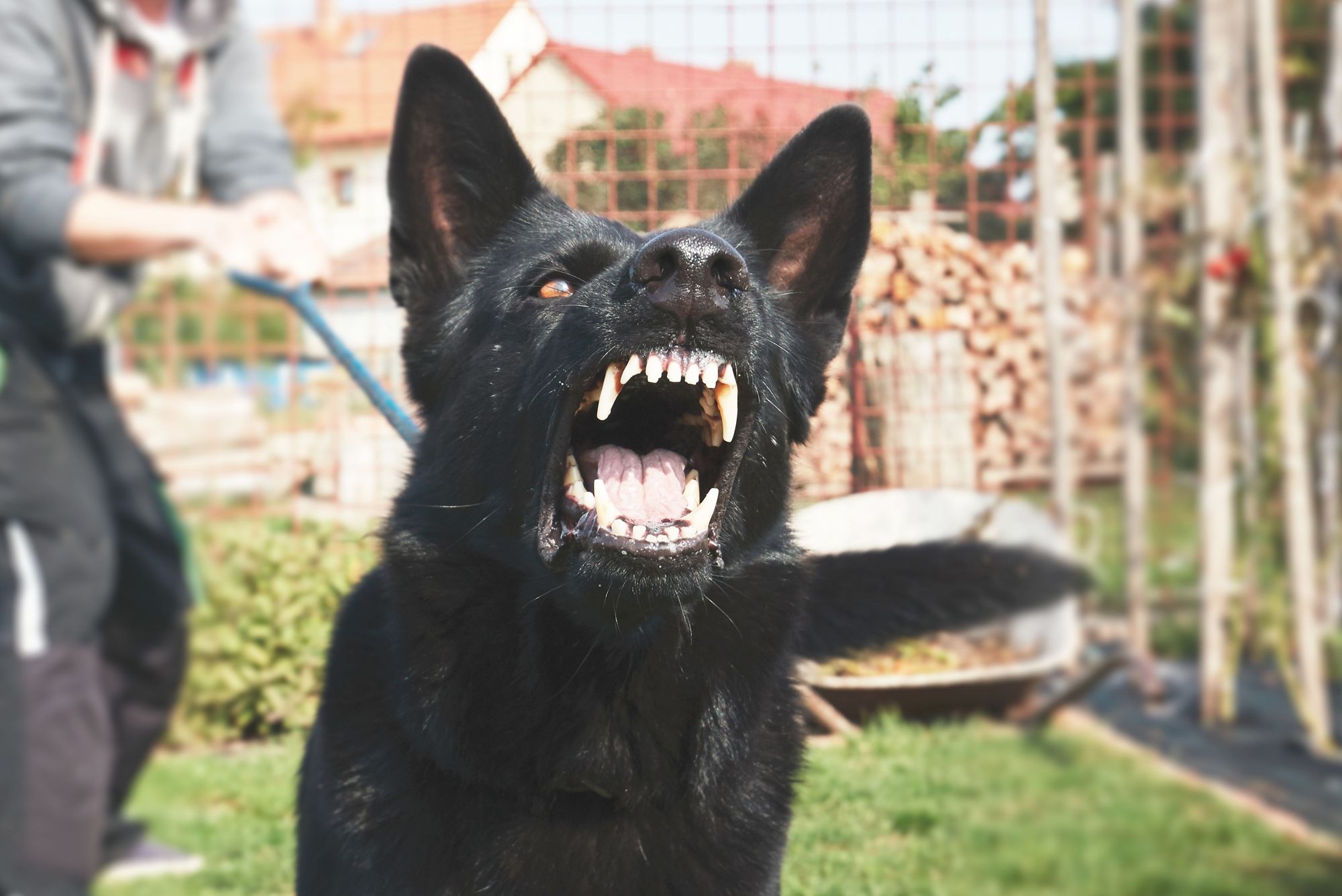 FamilienHund tötet Baby newsflash24.de