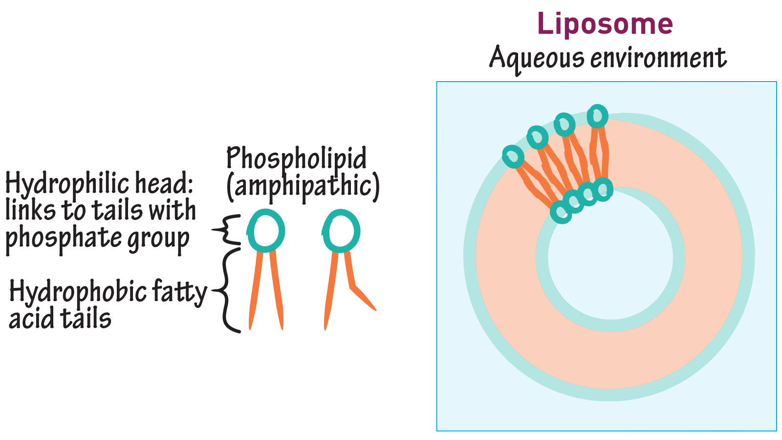 How Do Phospholipids Form Cell Membranes sharedoc