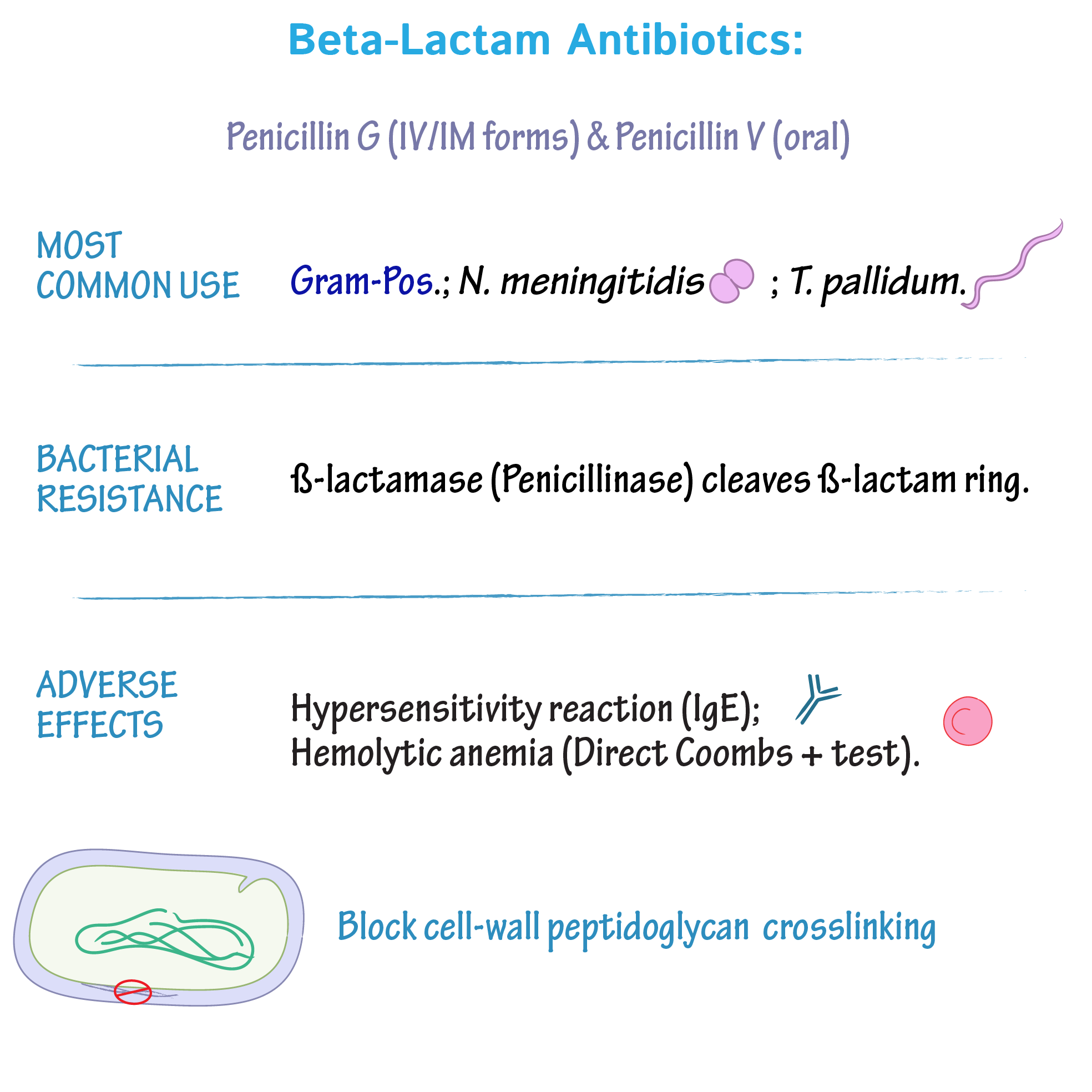 😊 Beta lactam antibiotics examples. List of Beta. 20190219