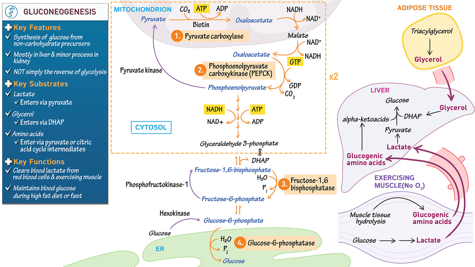 Biochemistry Gluconeogenesis ditki medical & biological sciences