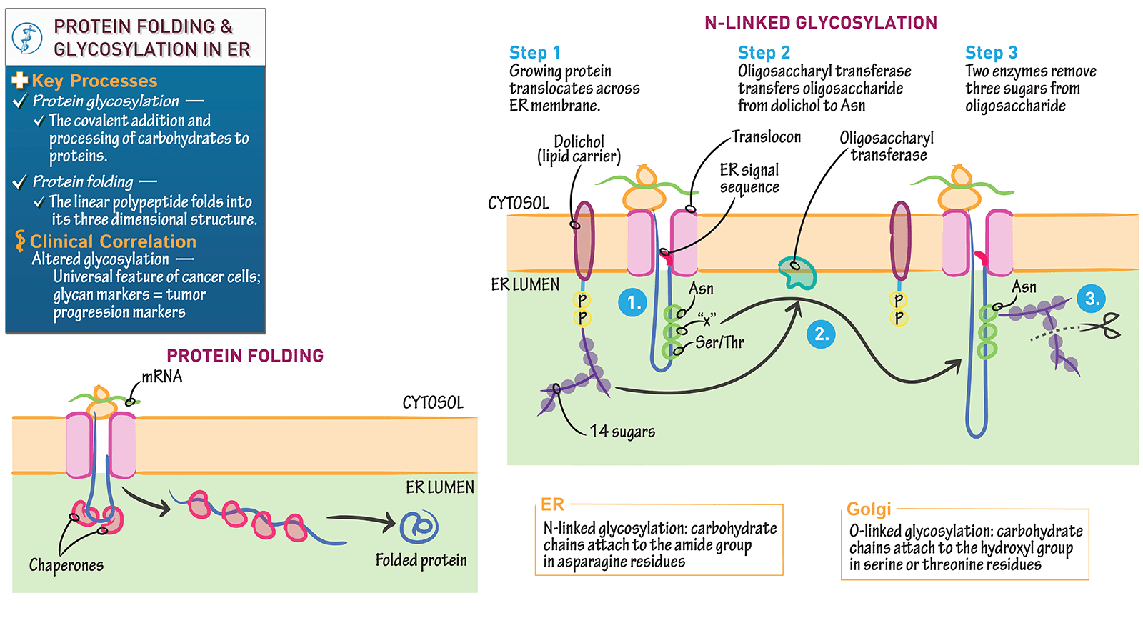Cell Biology Protein Folding and Glycosylation in the Endoplasmic Reticulum ditki medical