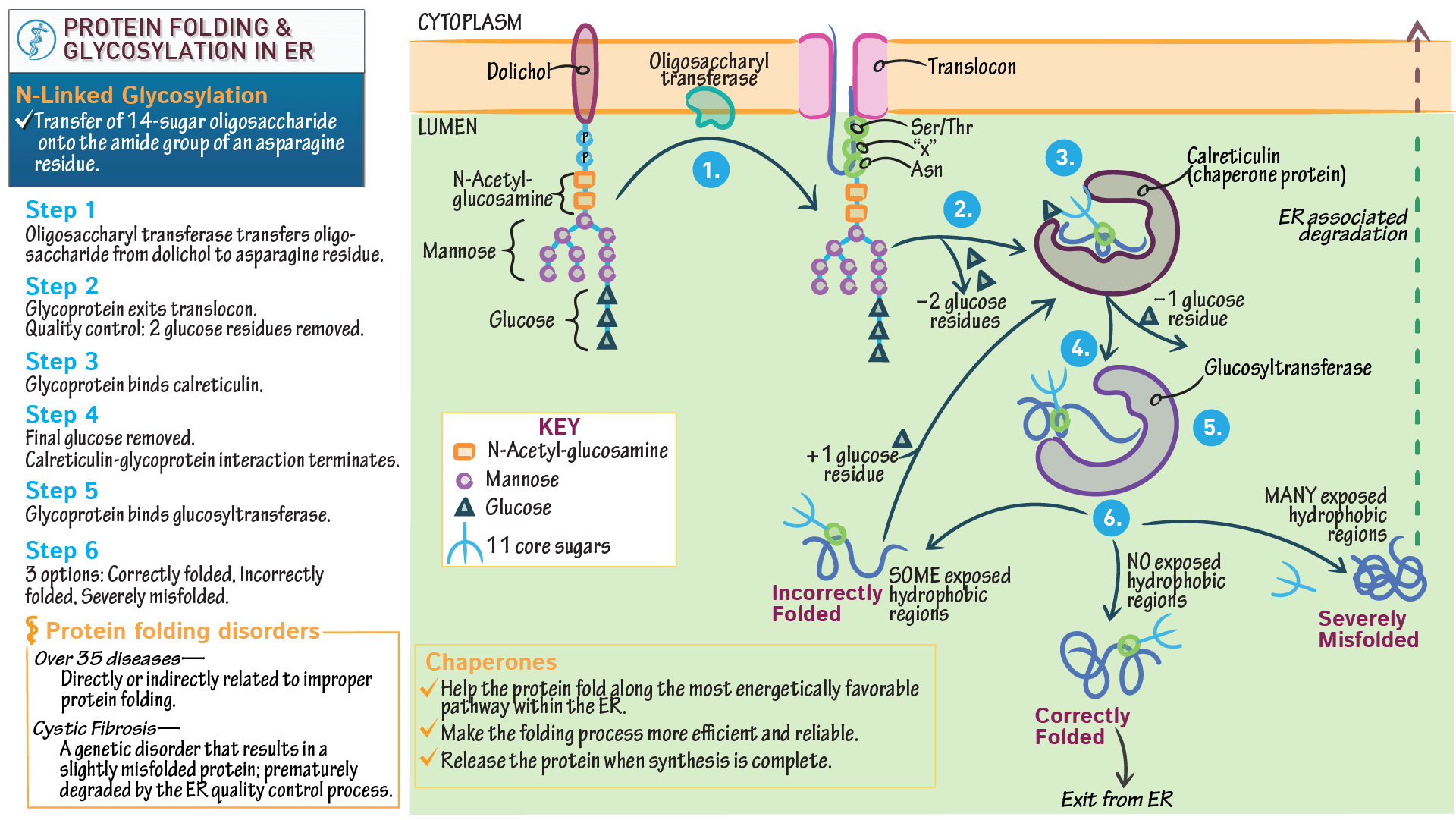 Cell Biology Protein Folding and Glycosylation in the ER (Advanced
