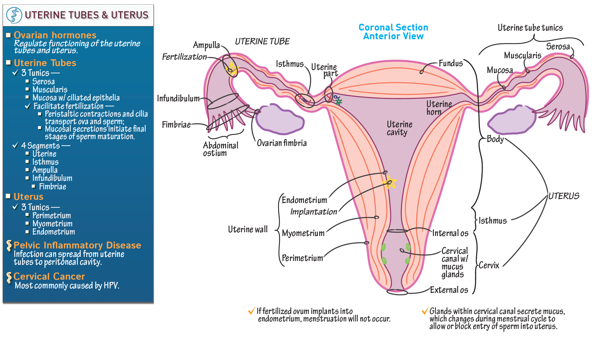 Reproductive System Uterus and Uterine Tubes ditki medical