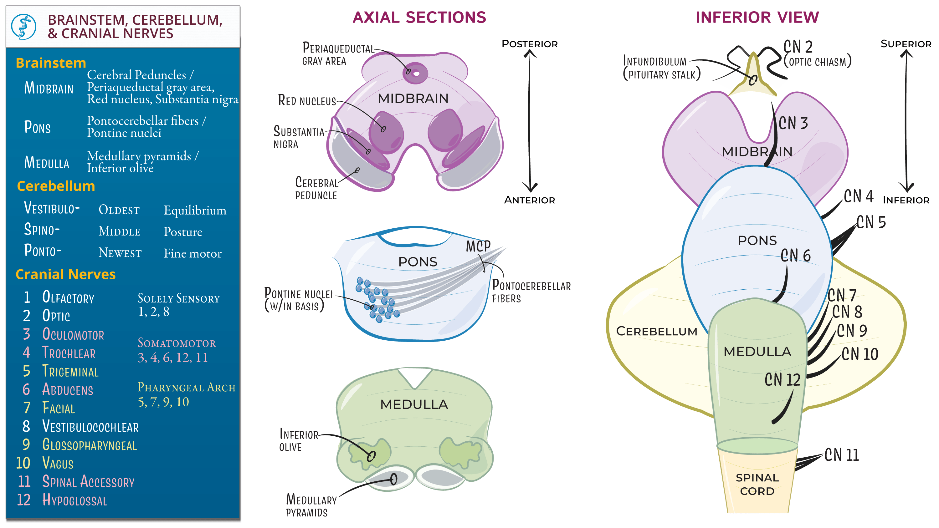 Gross Anatomy Brainstem, Cerebellum, Cranial Nerves ditki medical