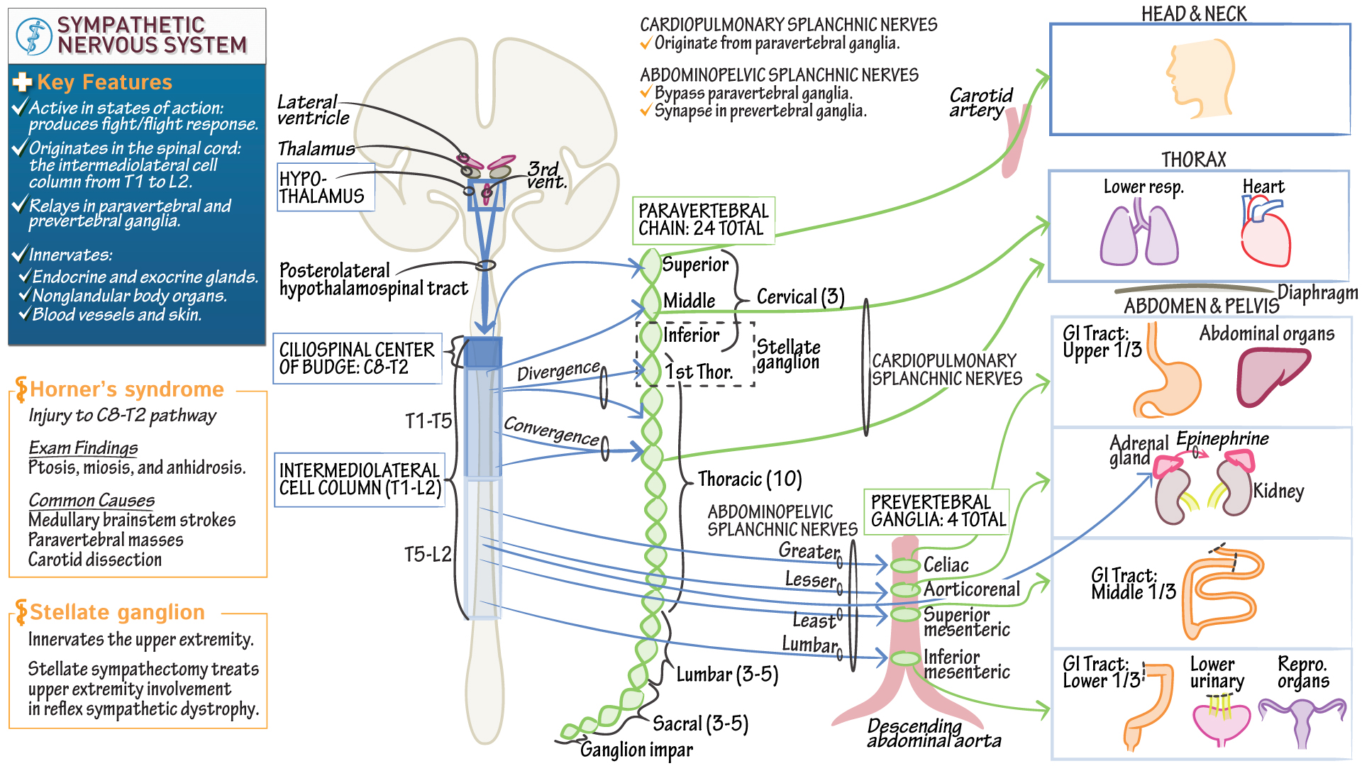 Neuroanatomy Sympathetic Nervous System, Part 2 Draw It to Know It
