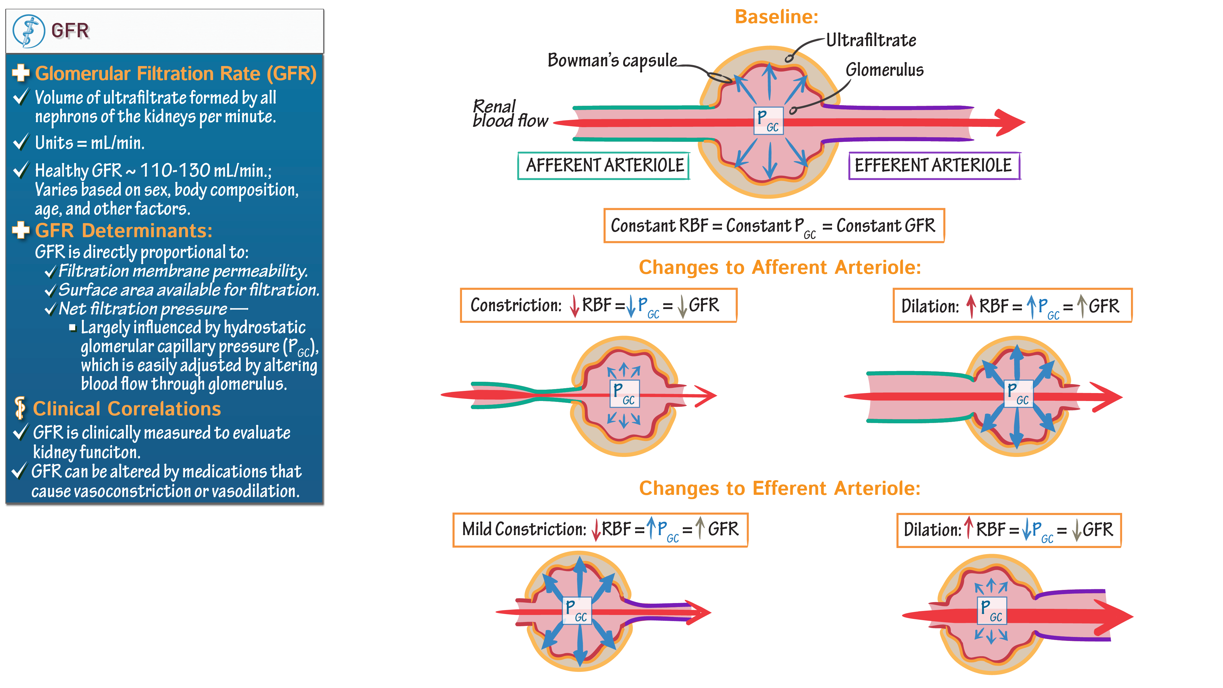 Anatomy & Physiology GFR determinants ditki medical & biological