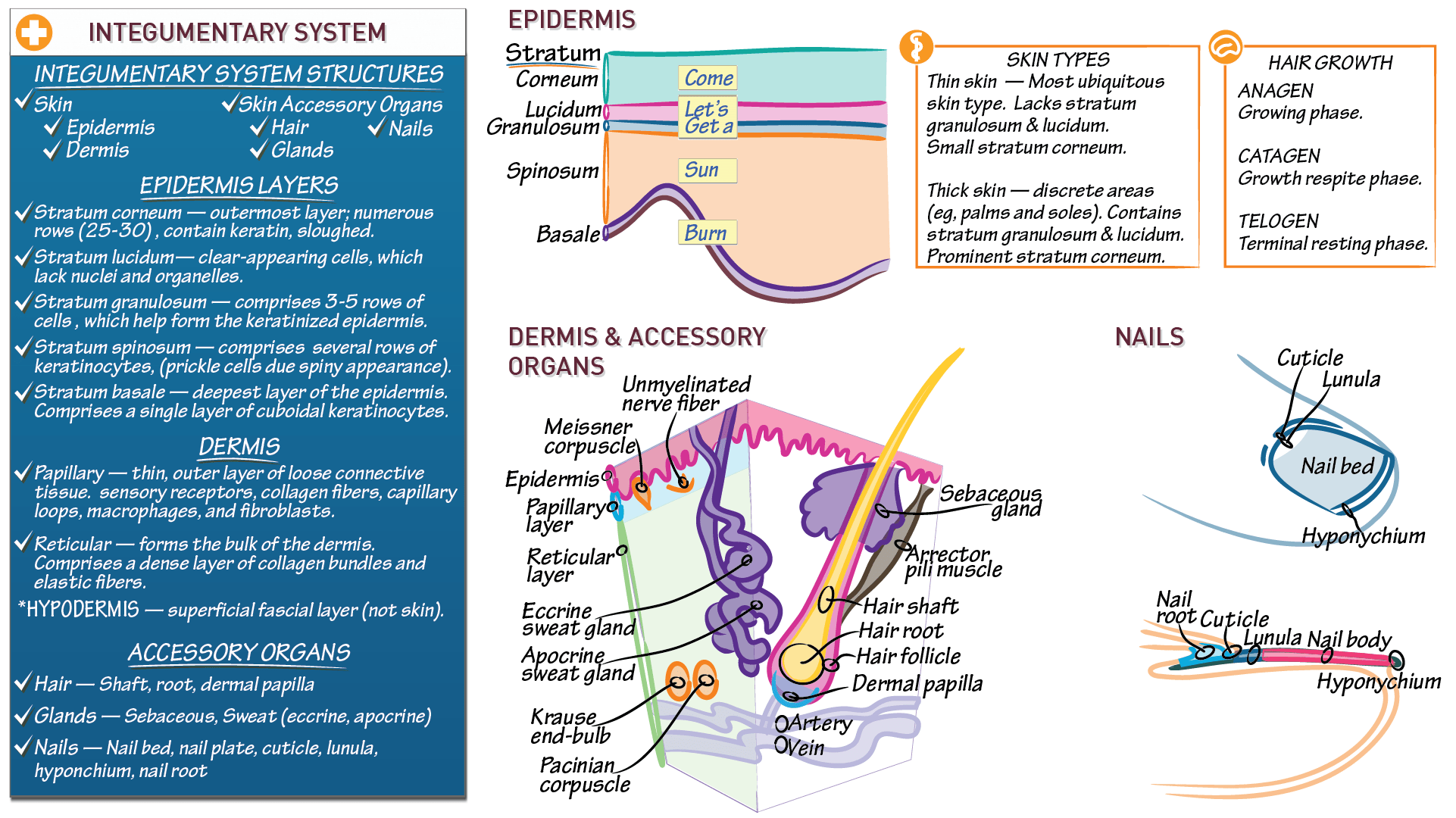 Anatomy & Physiology Skin ditki medical & biological sciences