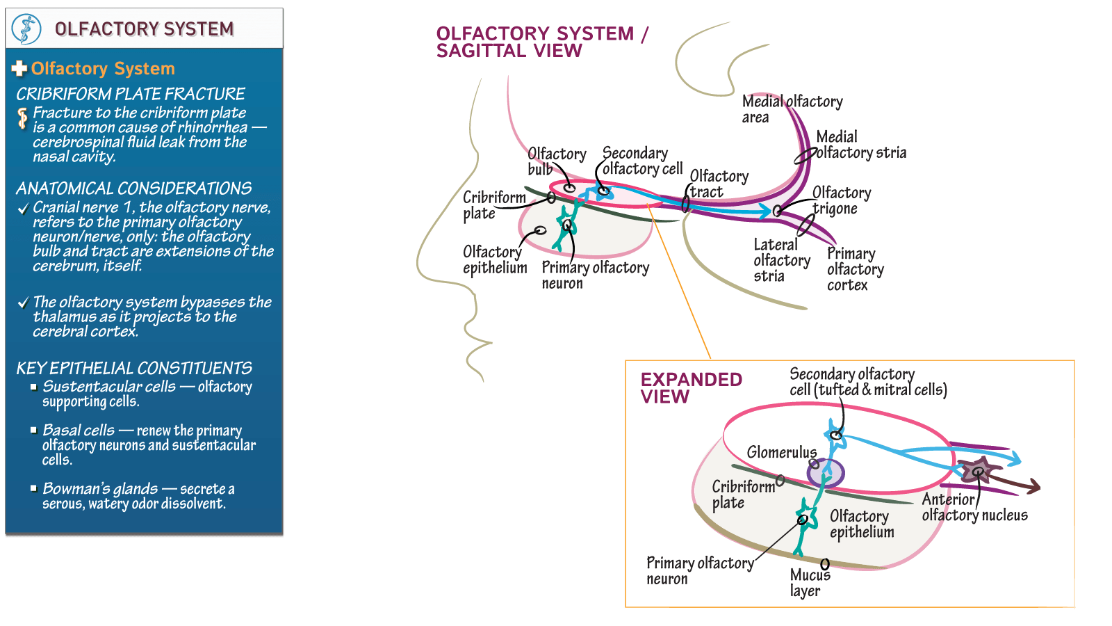 Neuroanatomy The Olfactory System ditki medical & biological sciences