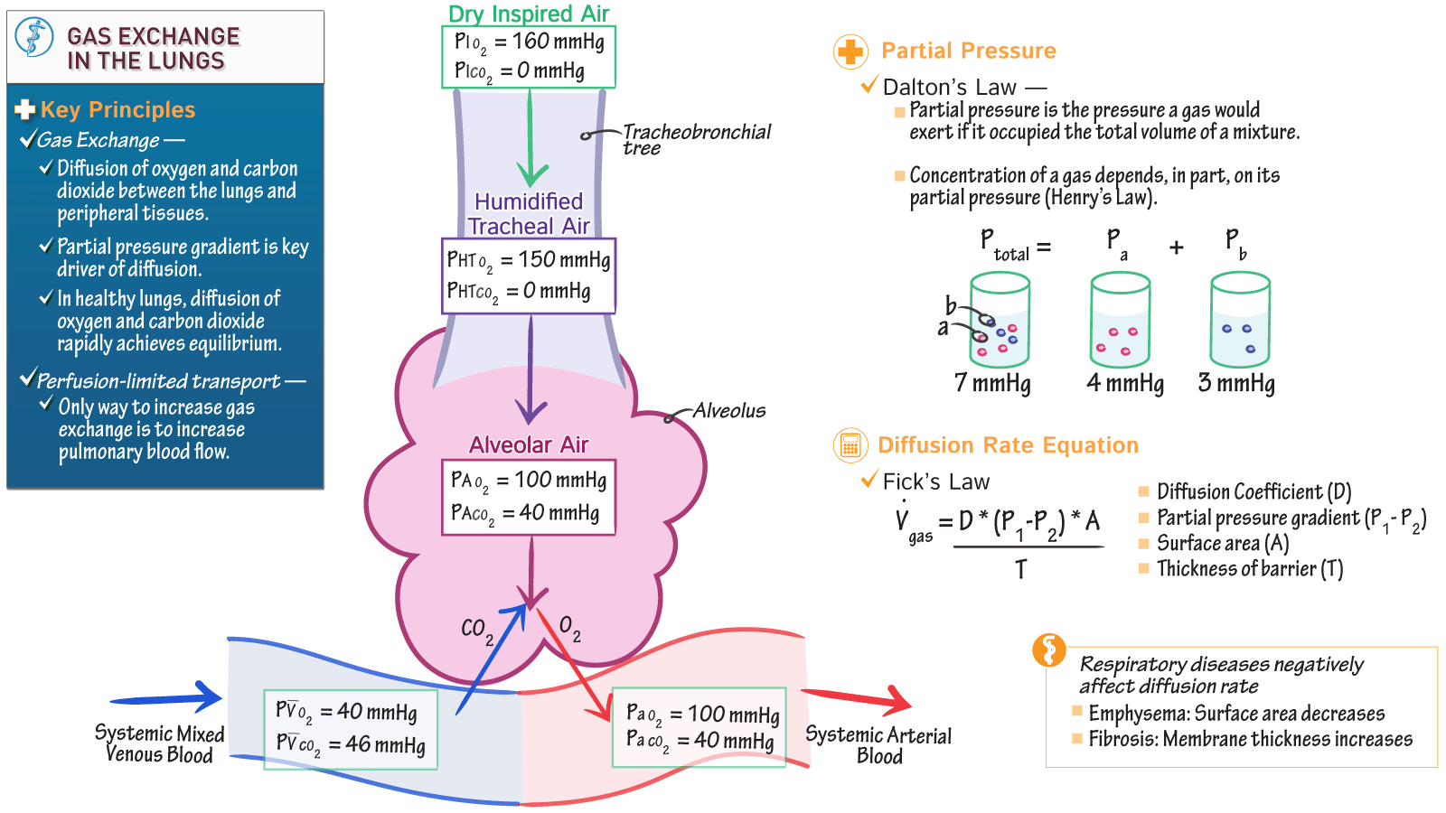 Respiratory System Gas Exchange, Advanced ditki medical & biological