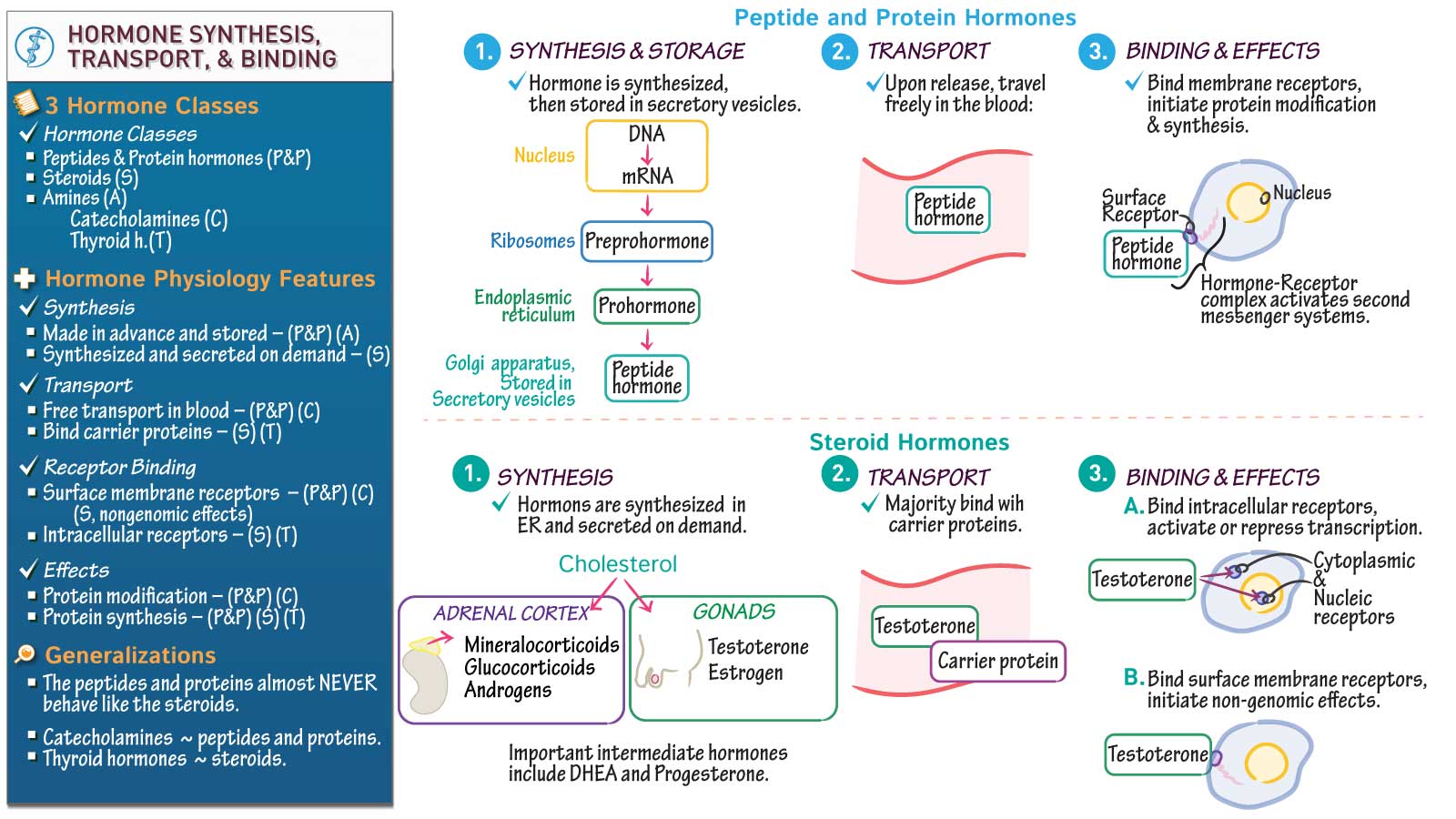 Anatomy & Physiology Hormone Synthesis, Transport, and Mechanisms