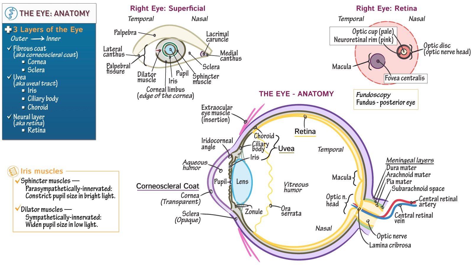 Physiology Of The Eye