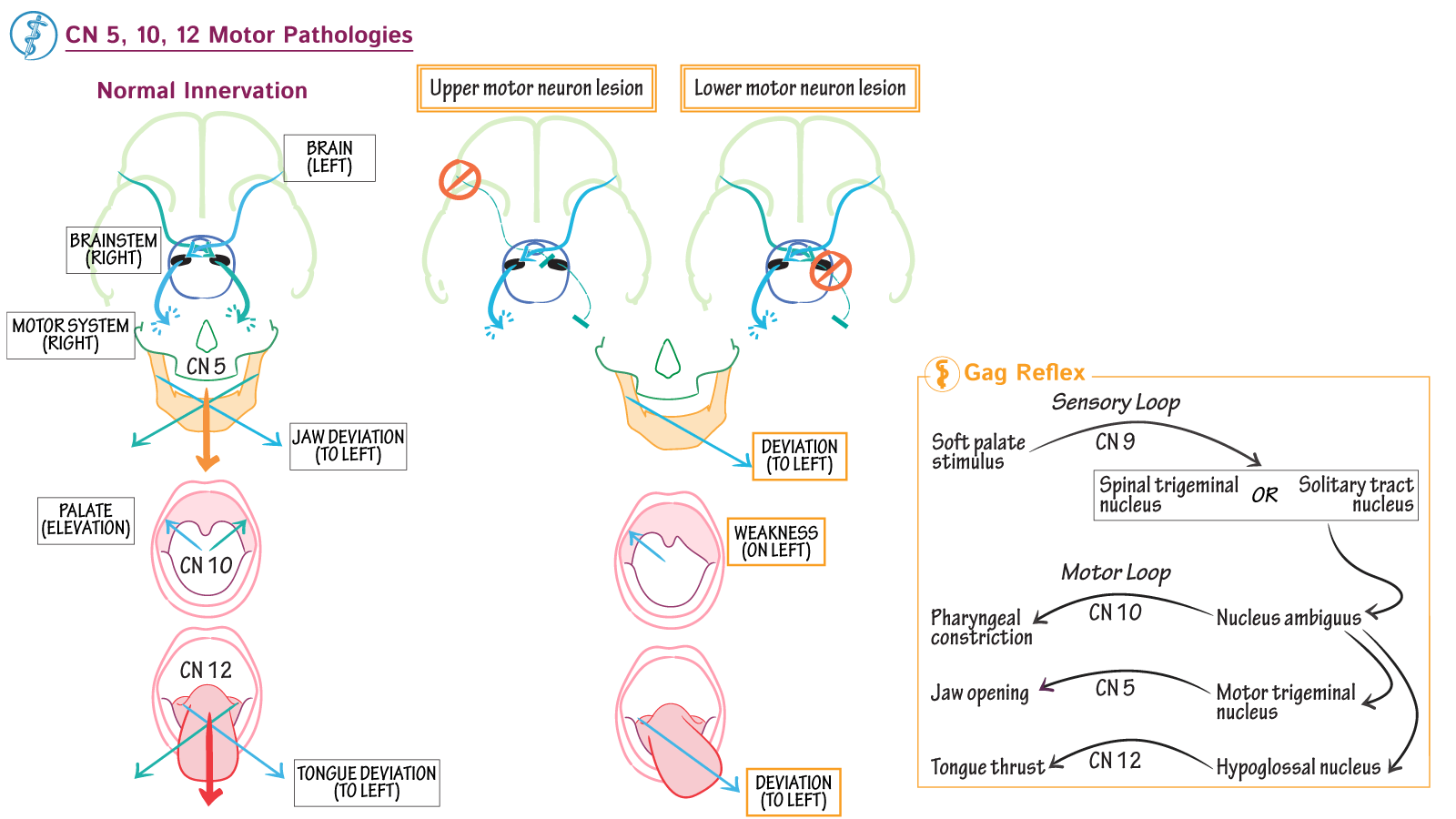 Neuroscience Fundamentals OralPalatal Deviations & The Gag Reflex ditki medical & biological