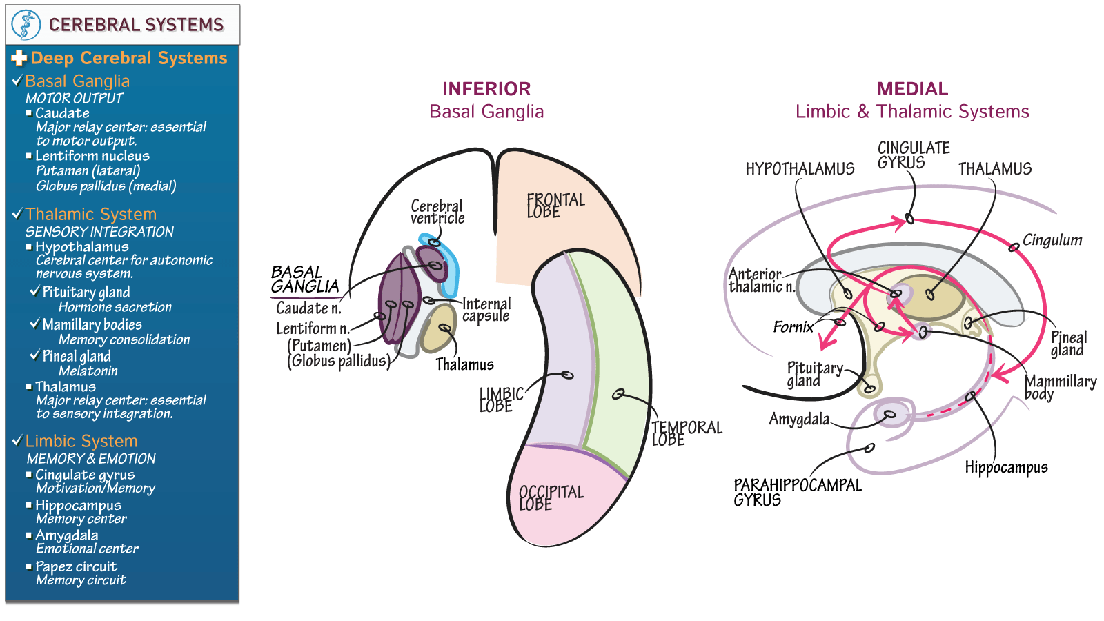 Neurological System Basal Ganglia, Thalamus, Limbic System ditki