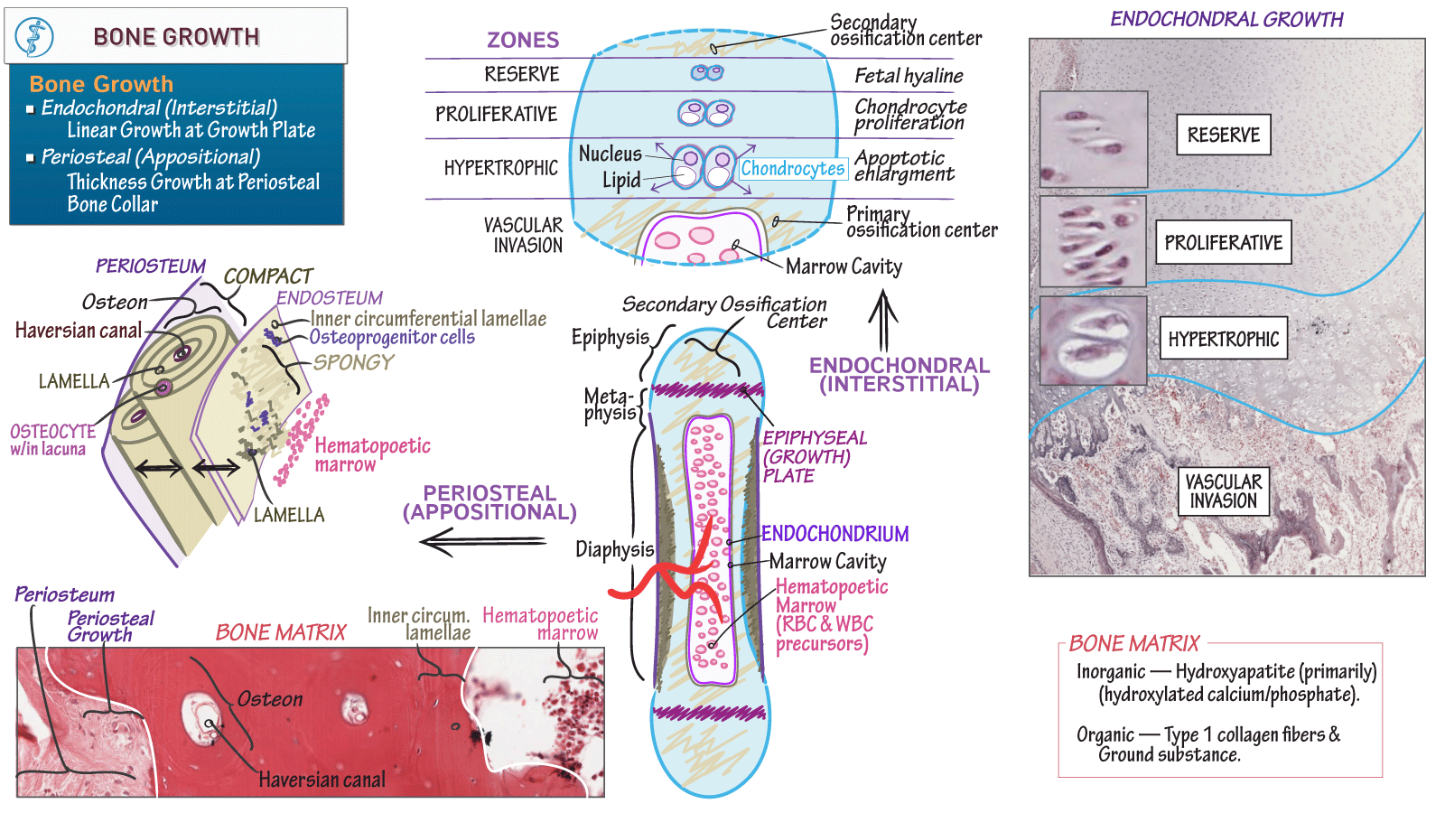 Anatomy & Physiology Bone Growth ditki medical & biological sciences