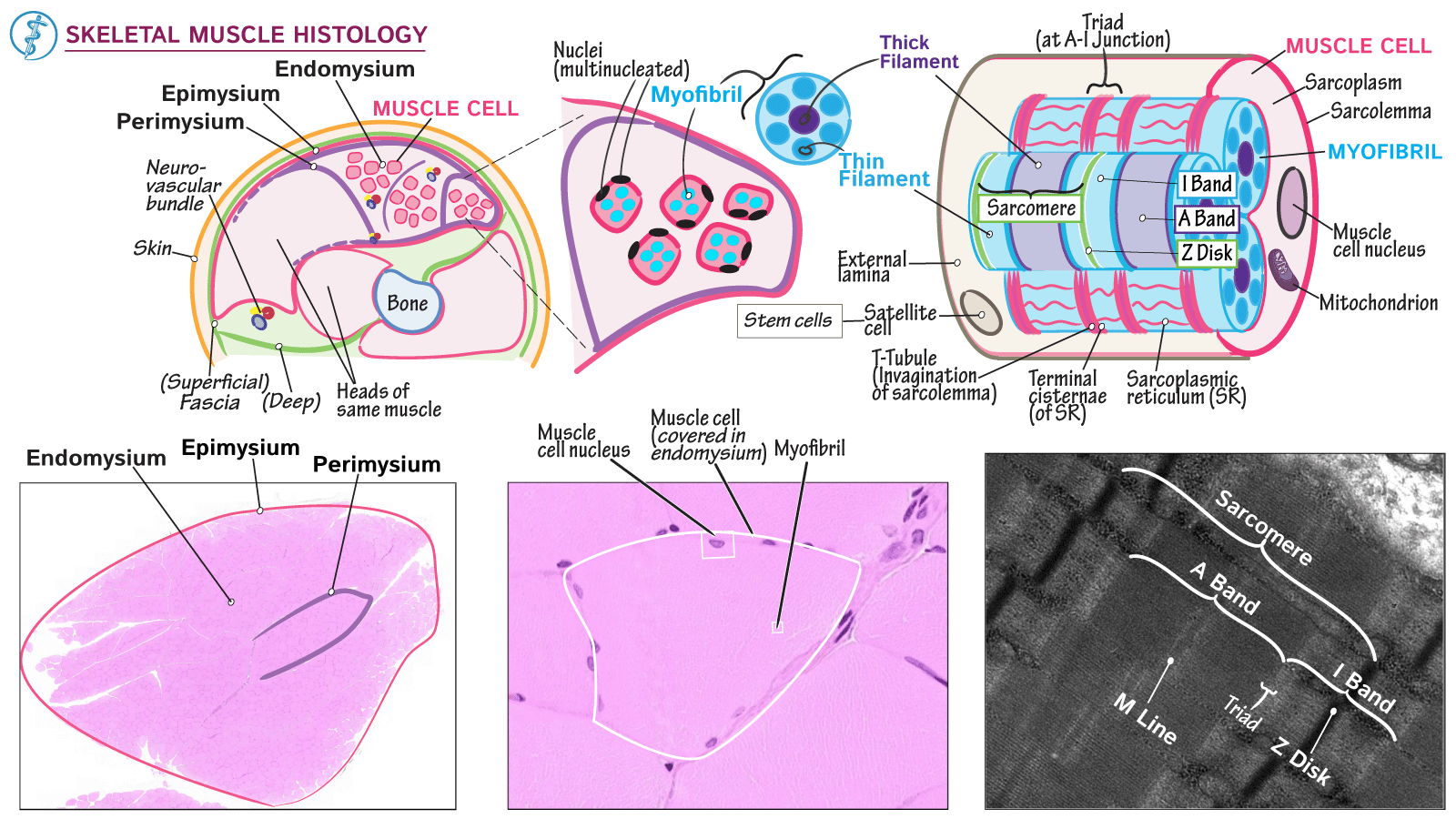Gross Anatomy Skeletal Muscle Histology Draw It to Know It